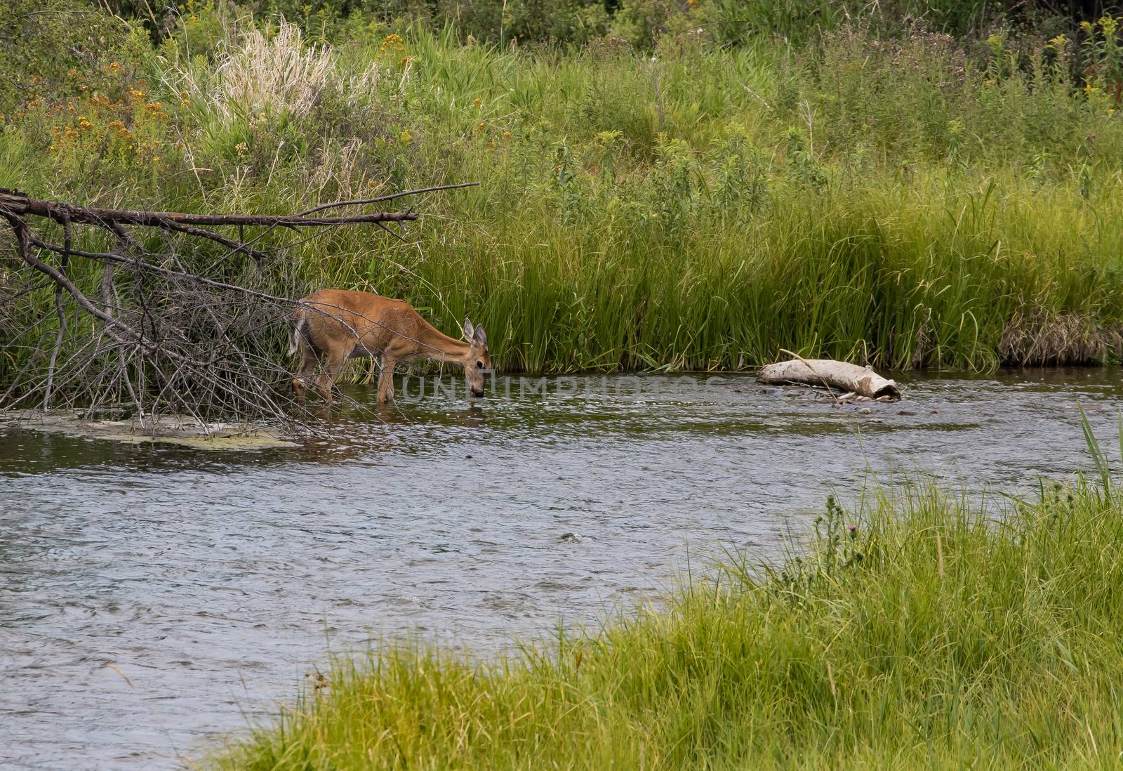 Deer in Stream, National Bison Range, Montana