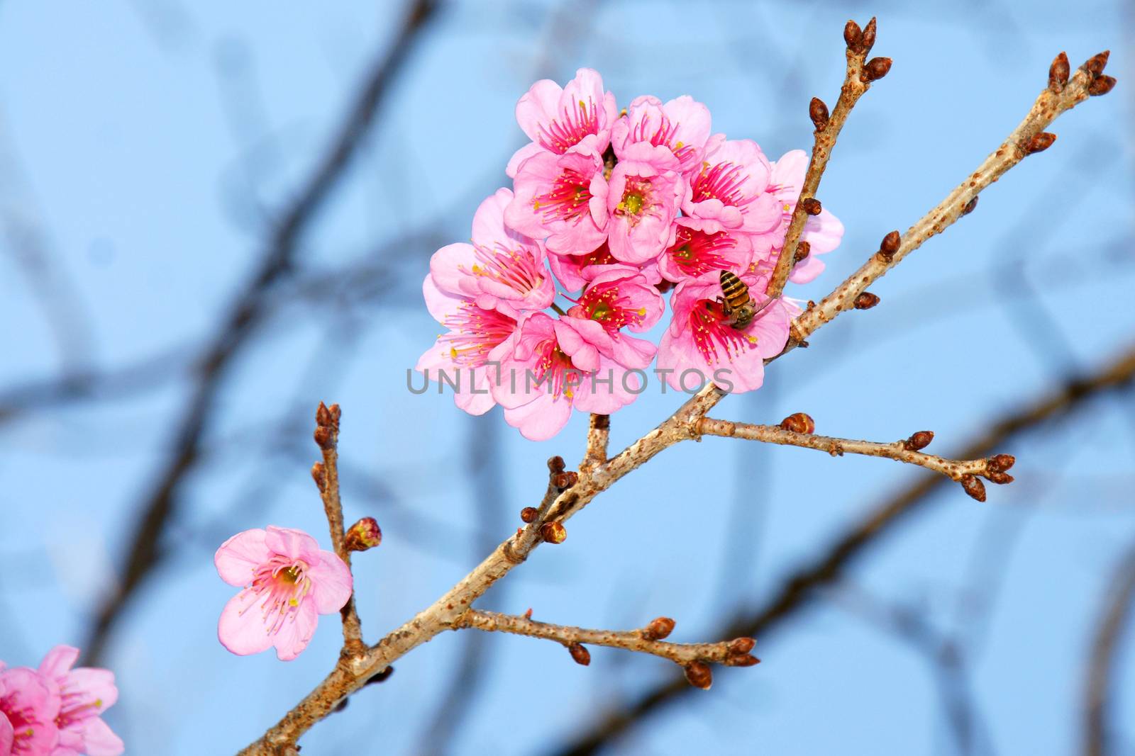 Cherry blossom or Sakura flower with blue sky and bee, Chiangmai Thailand