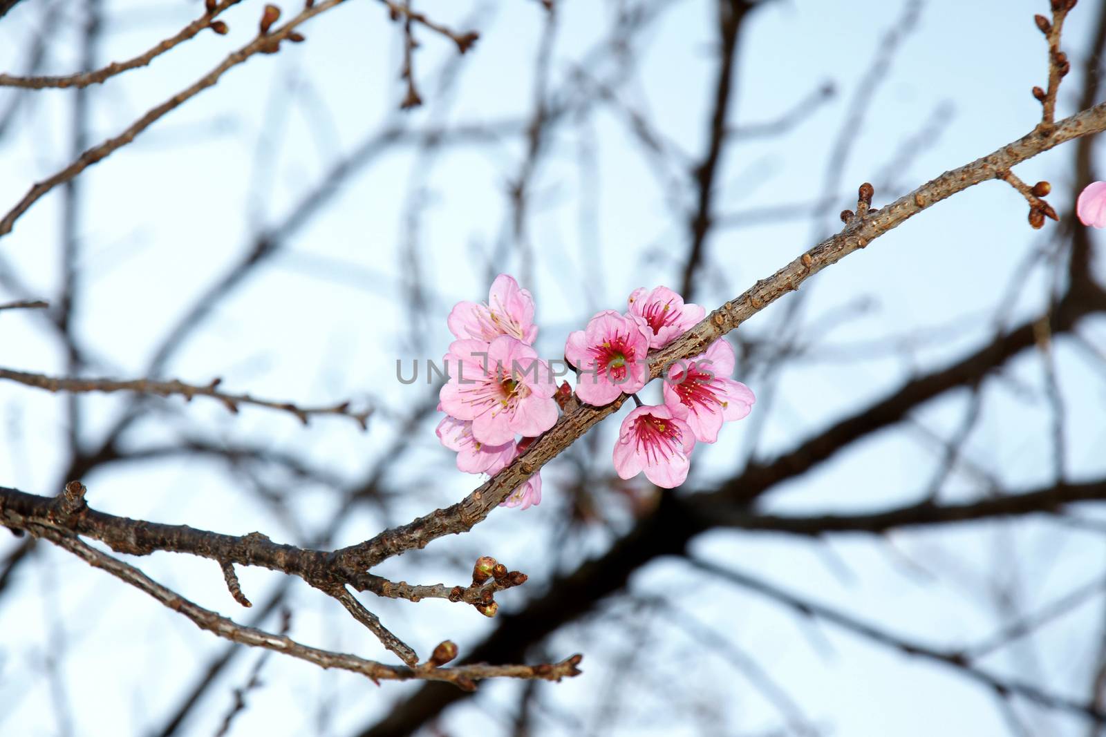 Cherry blossom or Sakura flower with blue sky, Chiangmai Thailand