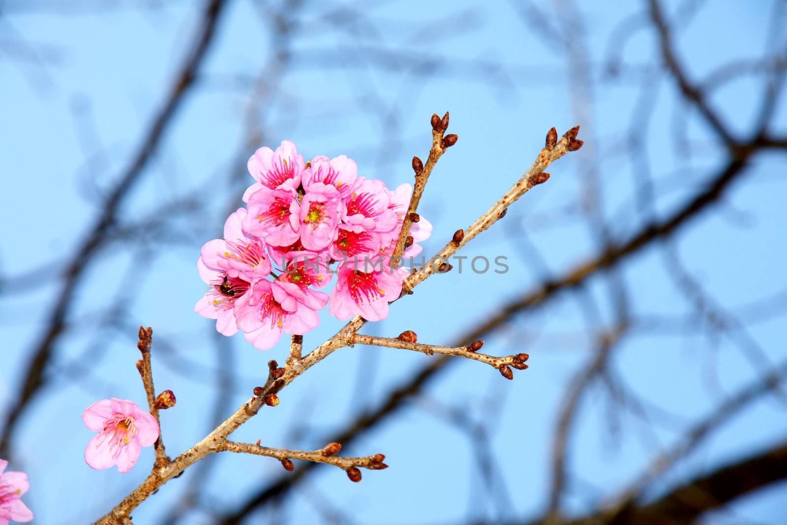 Cherry blossom or Sakura flower with blue sky and bee, Chiangmai Thailand by mranucha