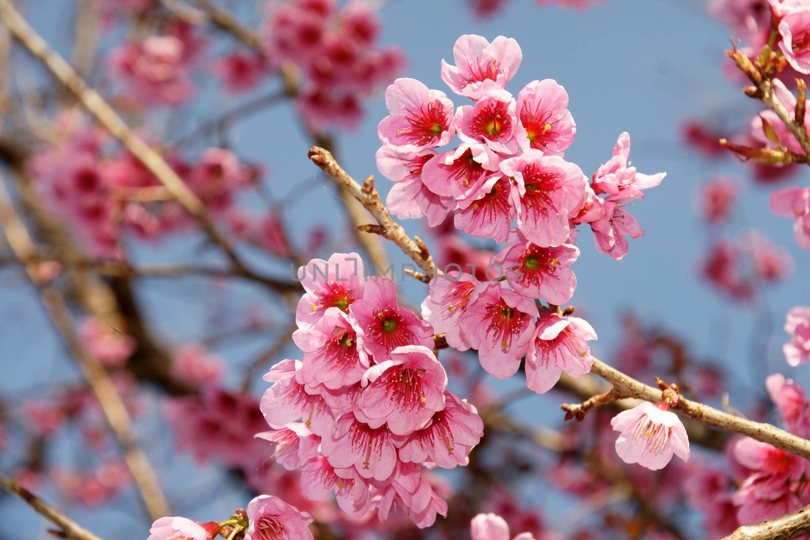 Cherry blossom or Sakura flower with blue sky, Chiangmai Thailand