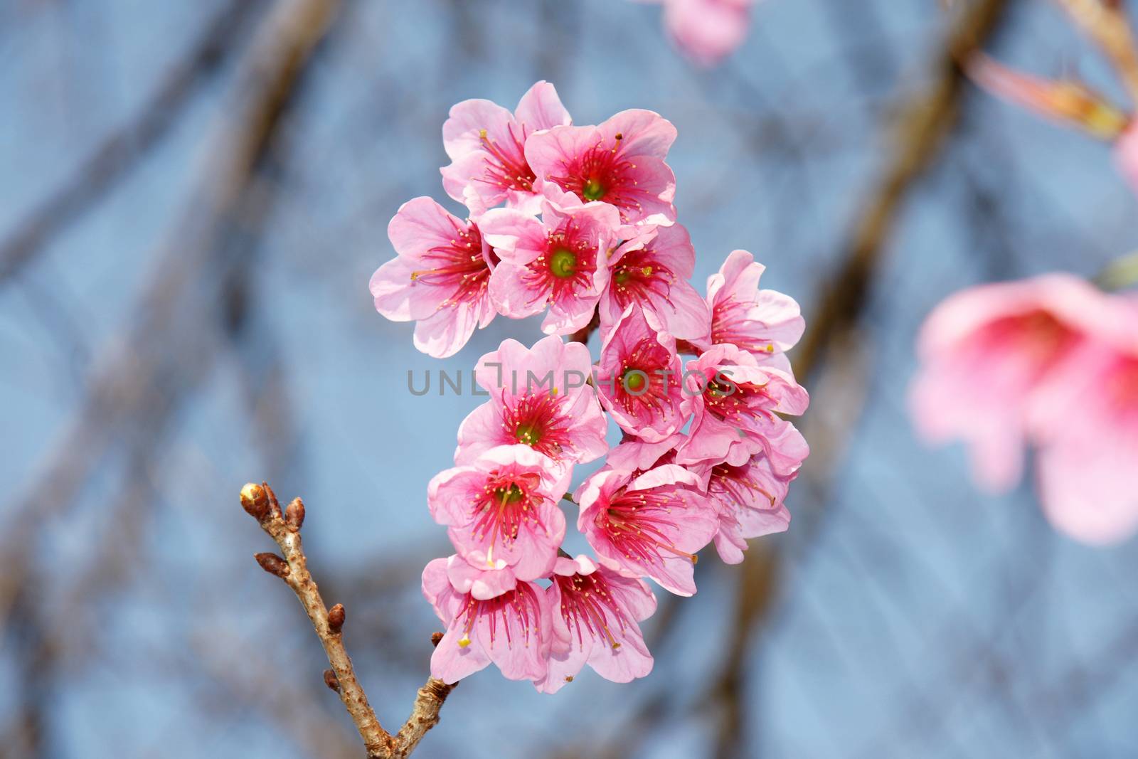 Cherry blossom or Sakura flower with blue sky, Chiangmai Thailand