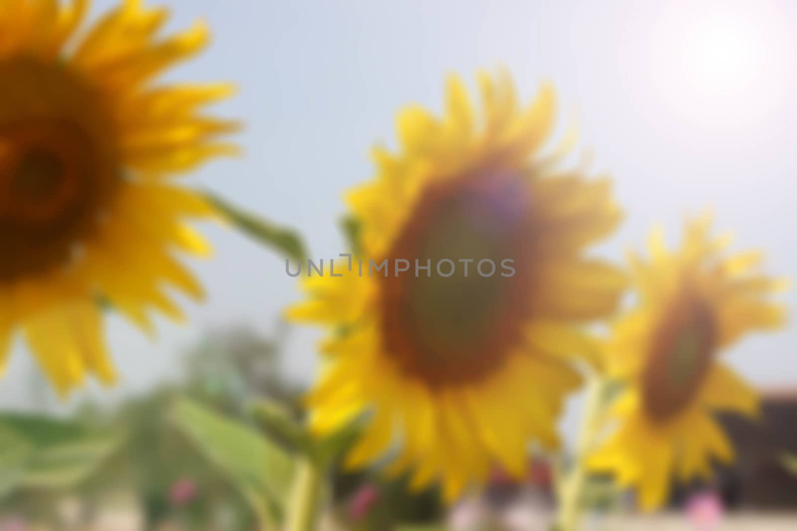 Sunflower and sunlight blur background