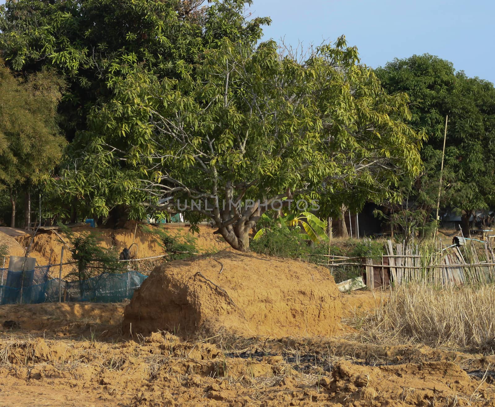 Mango Tree in Garden on asia by primzrider