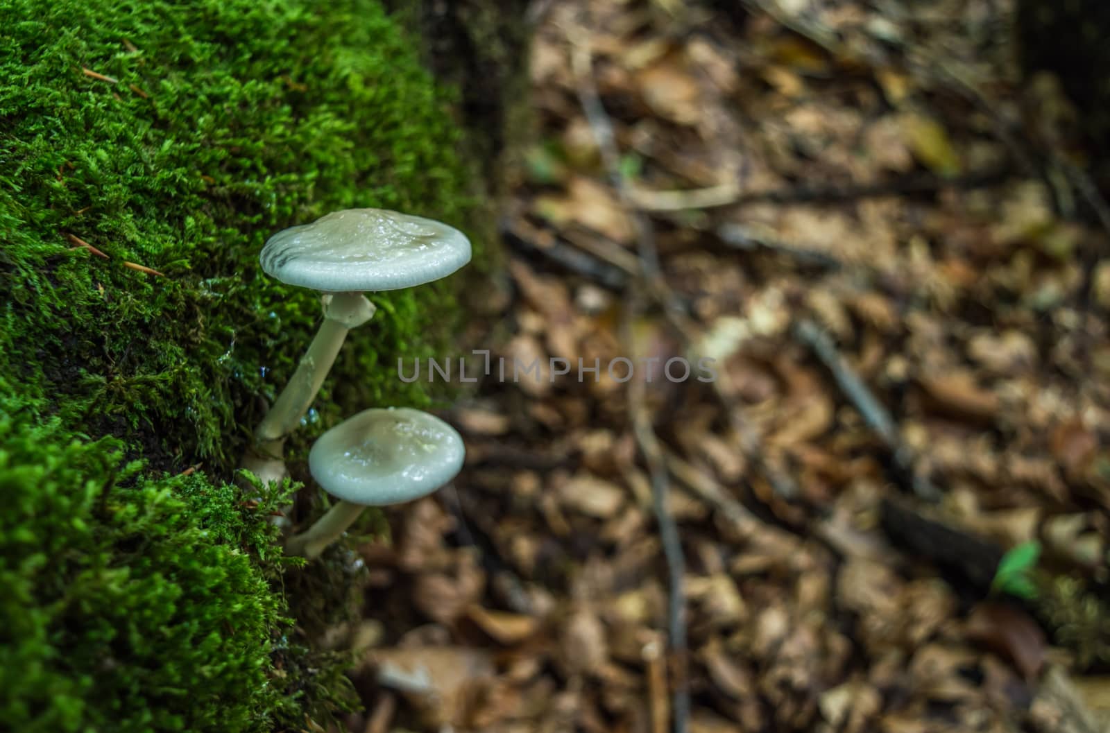 Two mushrooms in the wood 