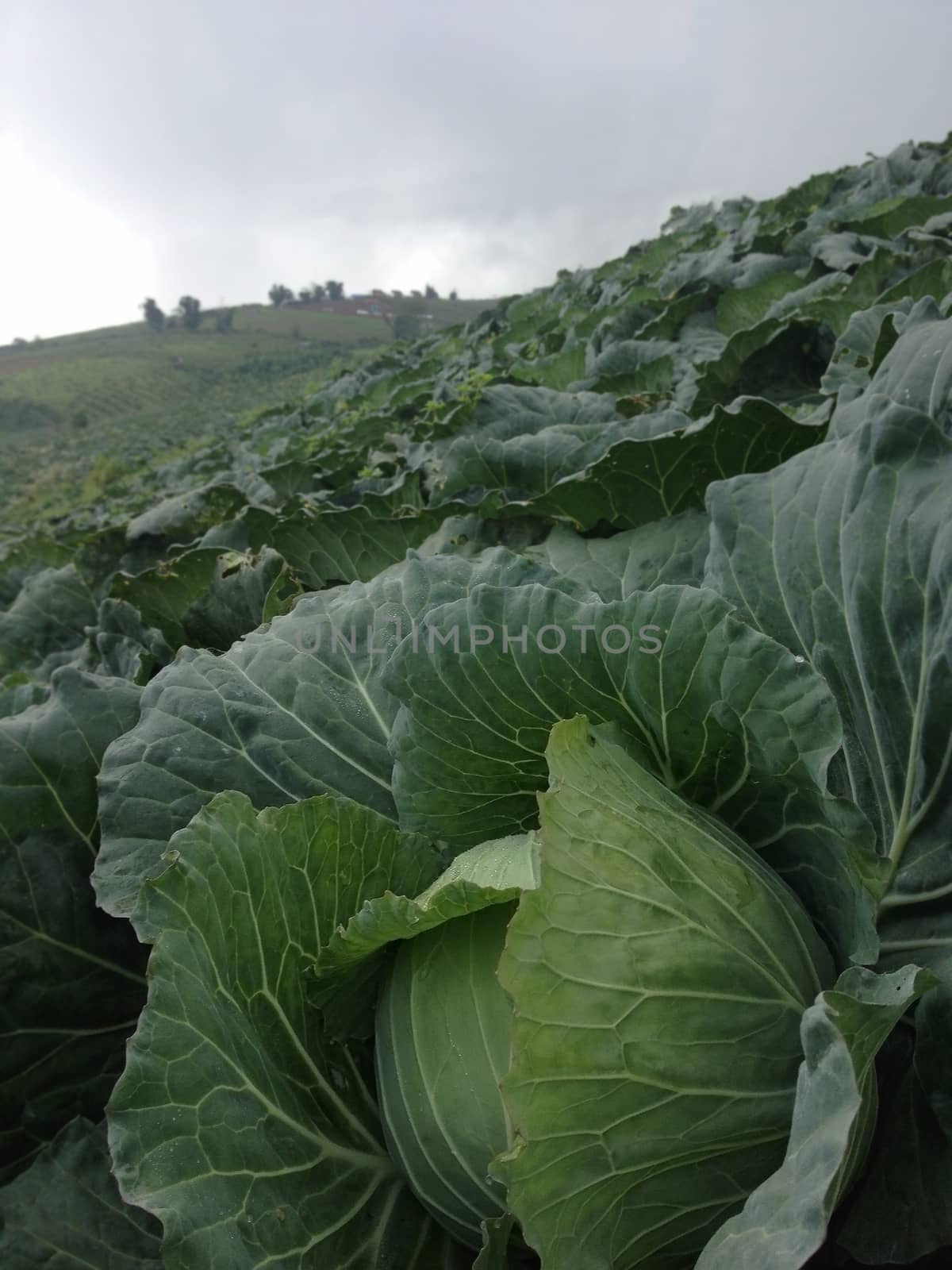 growing cabbage