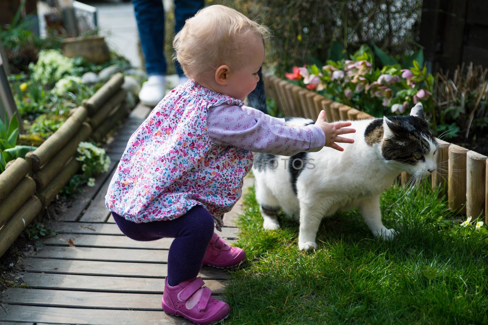 Young blond girl trying to caress a white and black cat