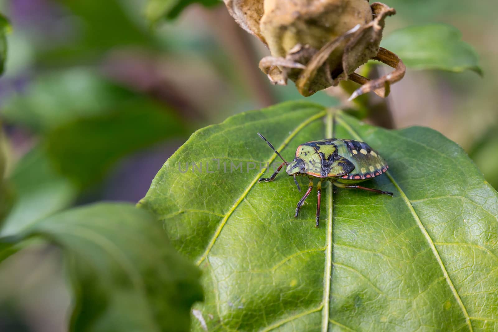 Nezara viridula or green stink bug in it's fifth instar, standing on a green leaf