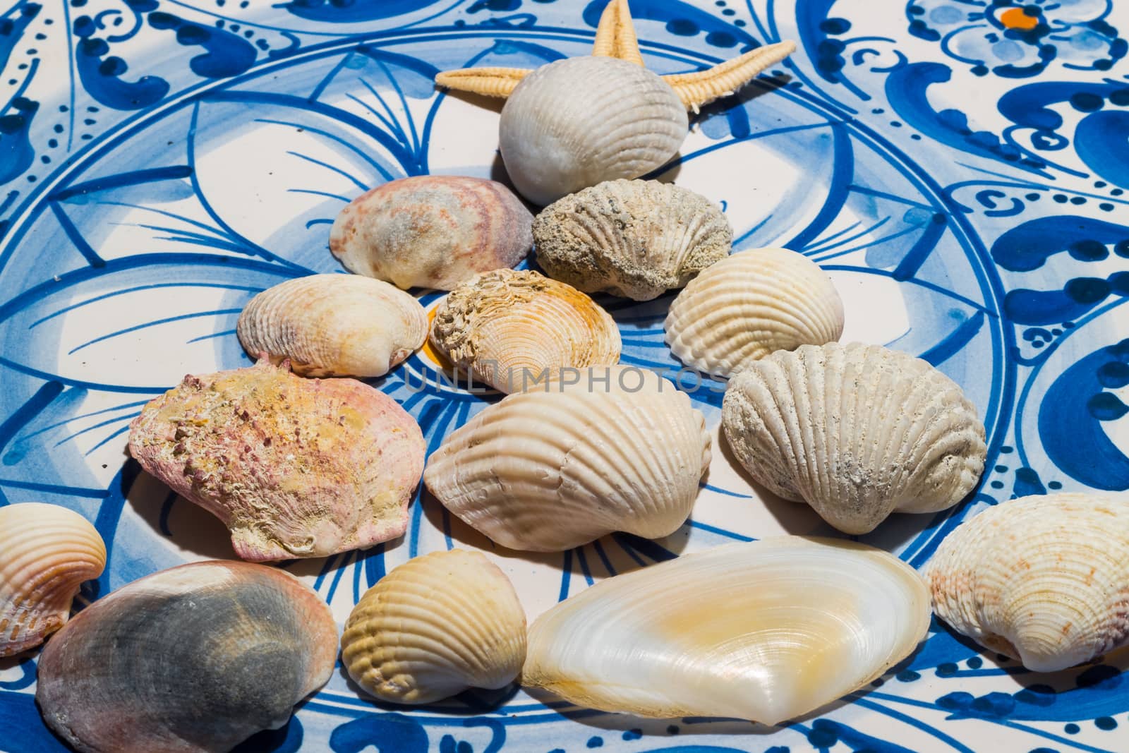 shells of different sizes on the ceramic plate