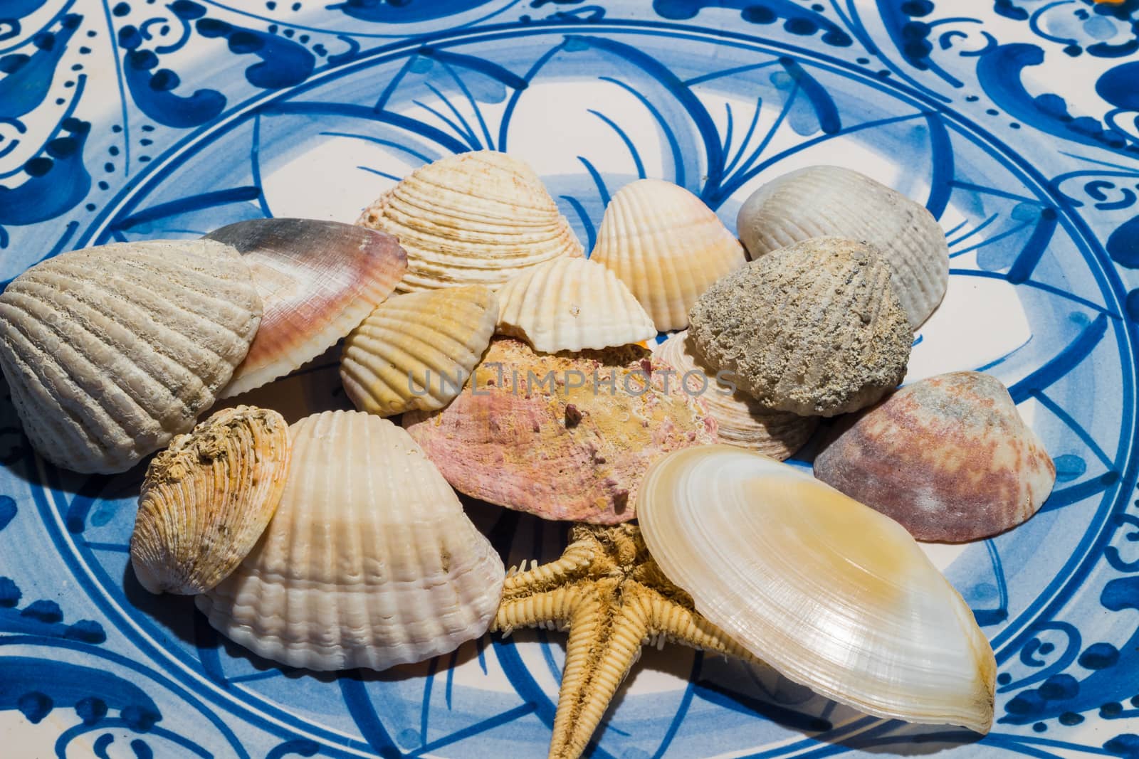 shells of different sizes on the ceramic plate