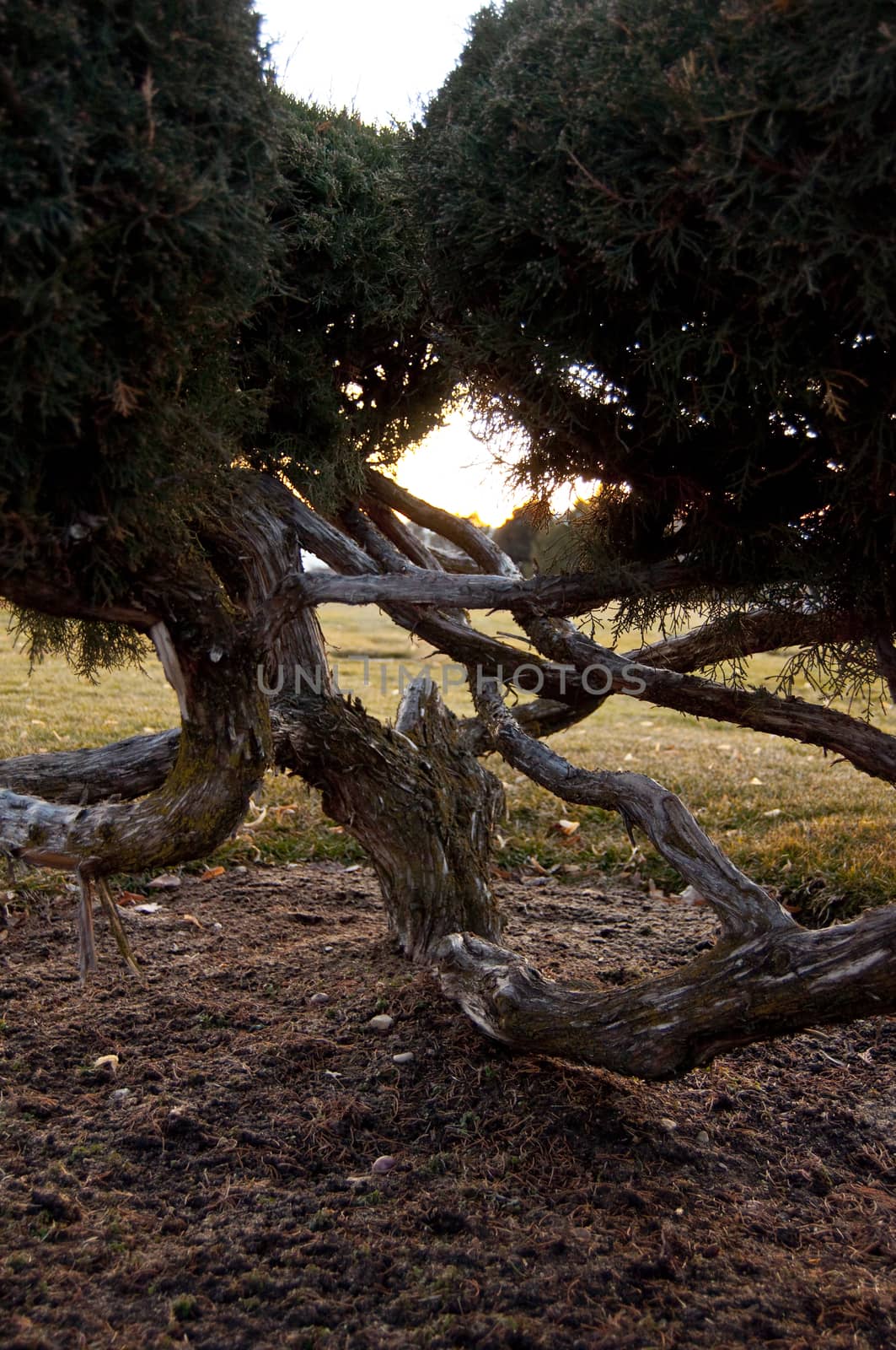 Backside of a Bush by bartystewart