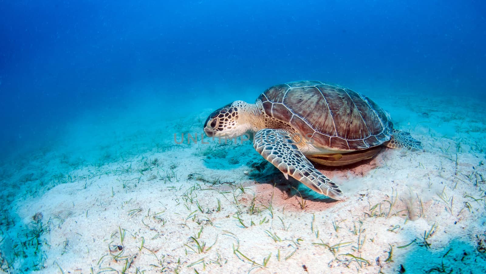 Picture shows a sea turtle during a scuba dive in Turkey