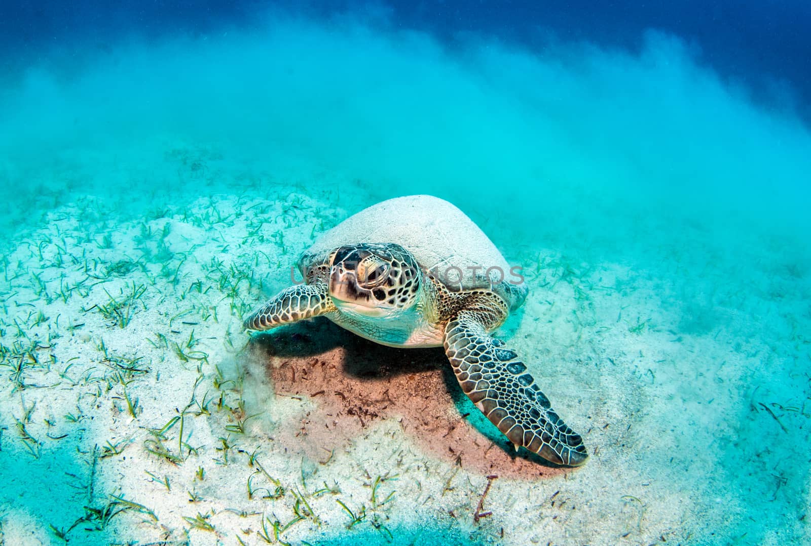 Picture shows a sea turtle during a scuba dive in Turkey