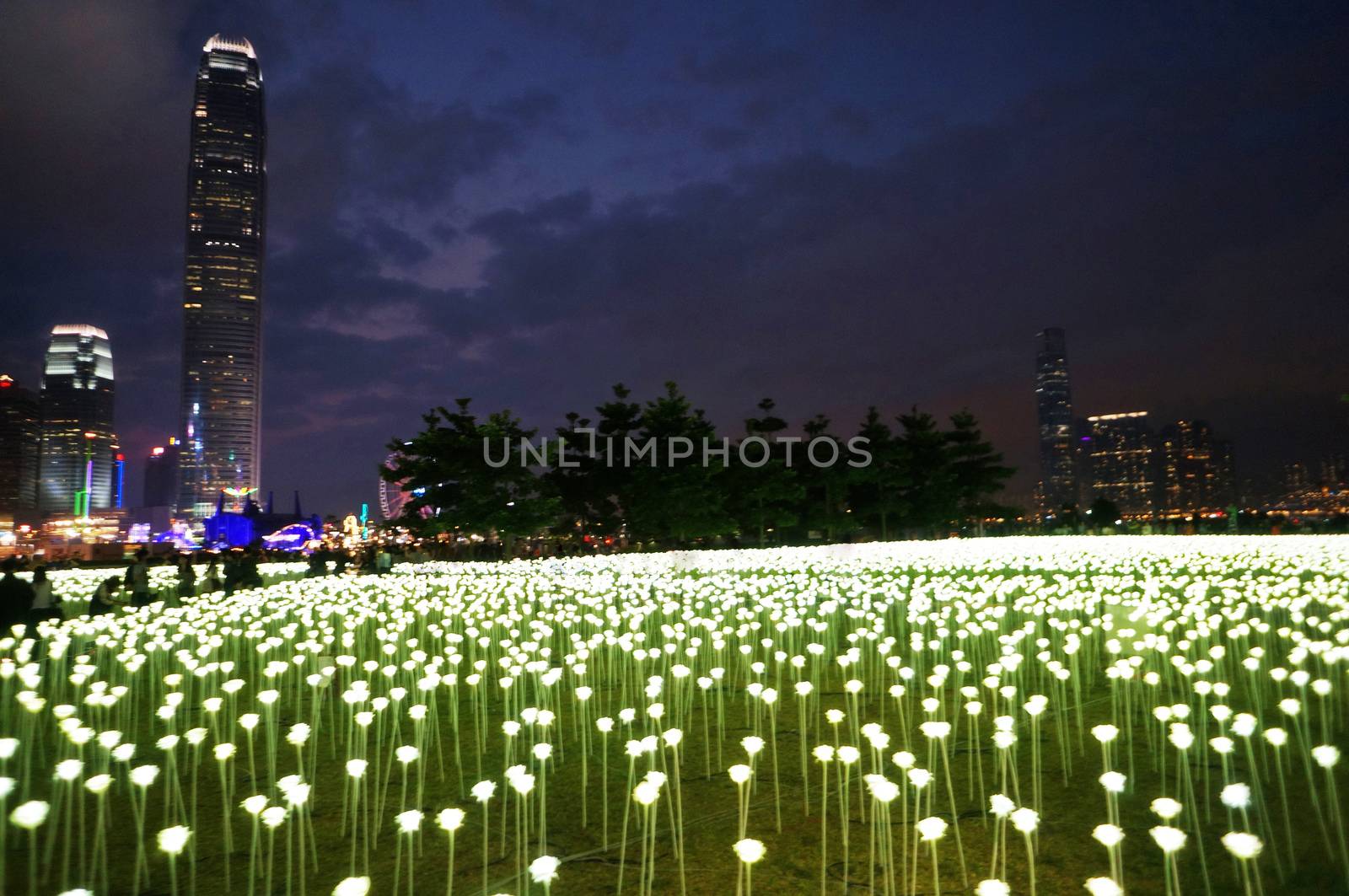 HONG KONG: 25,000 white LED roses on display in Hong Kong on February 13, 2016 for Valentine's Day.