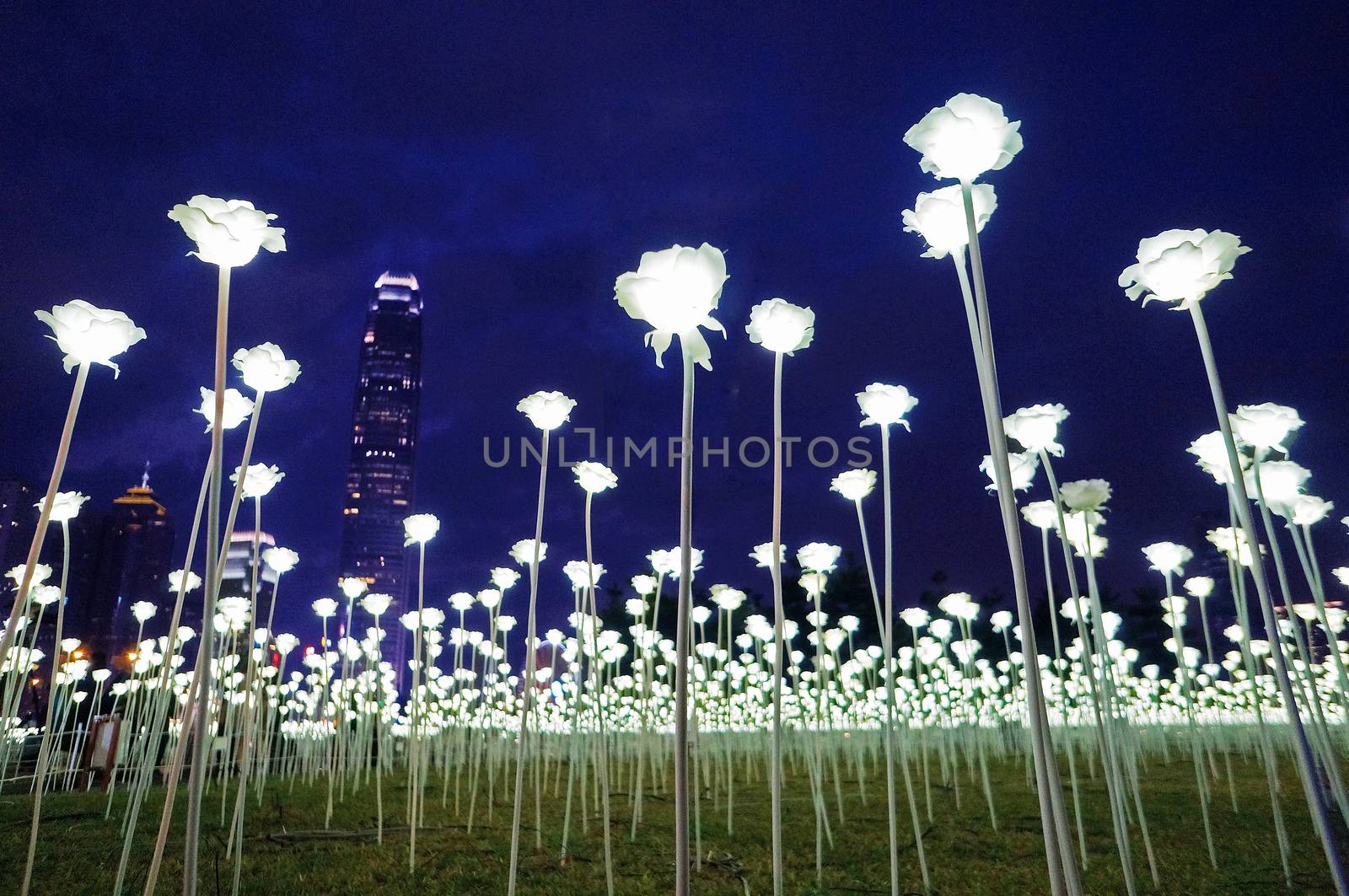 HONG KONG: 25,000 white LED roses on display in Hong Kong on February 13, 2016 for Valentine's Day.