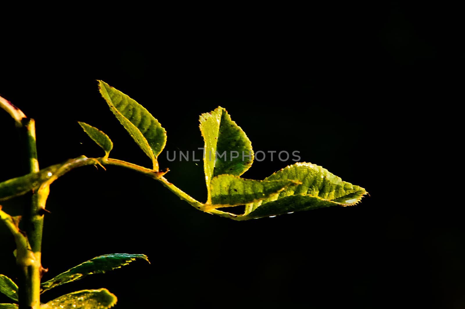 green sprout on a black background closeup