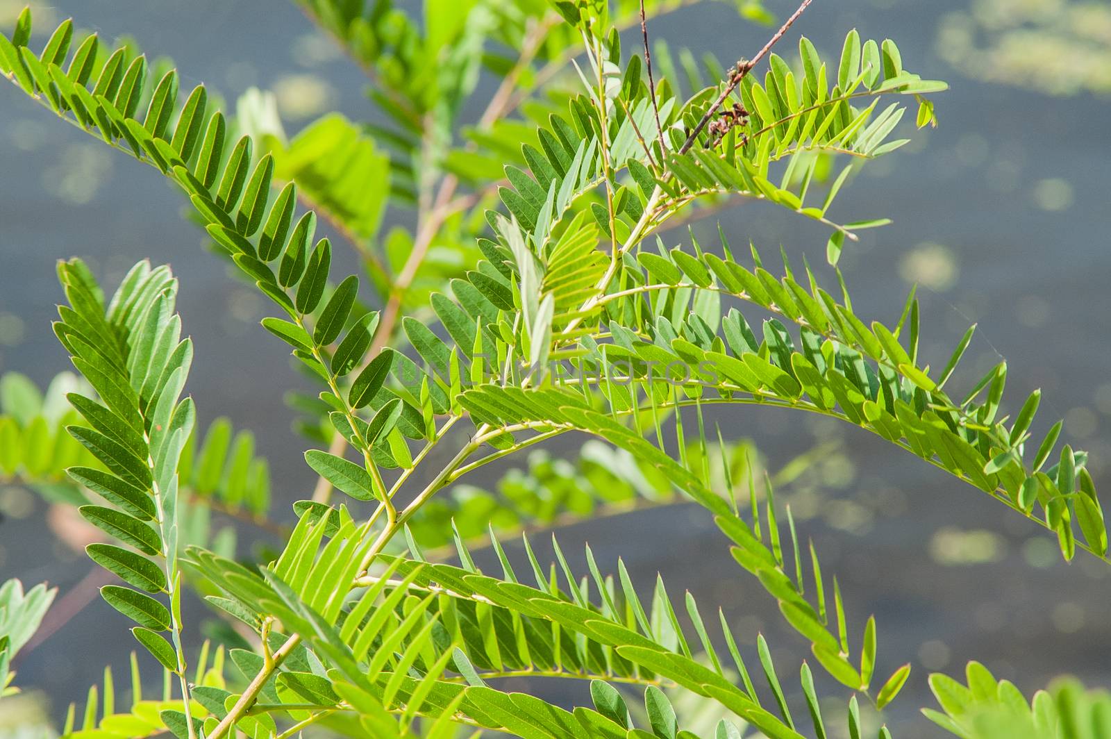 acacia branch close-up on a sunny day