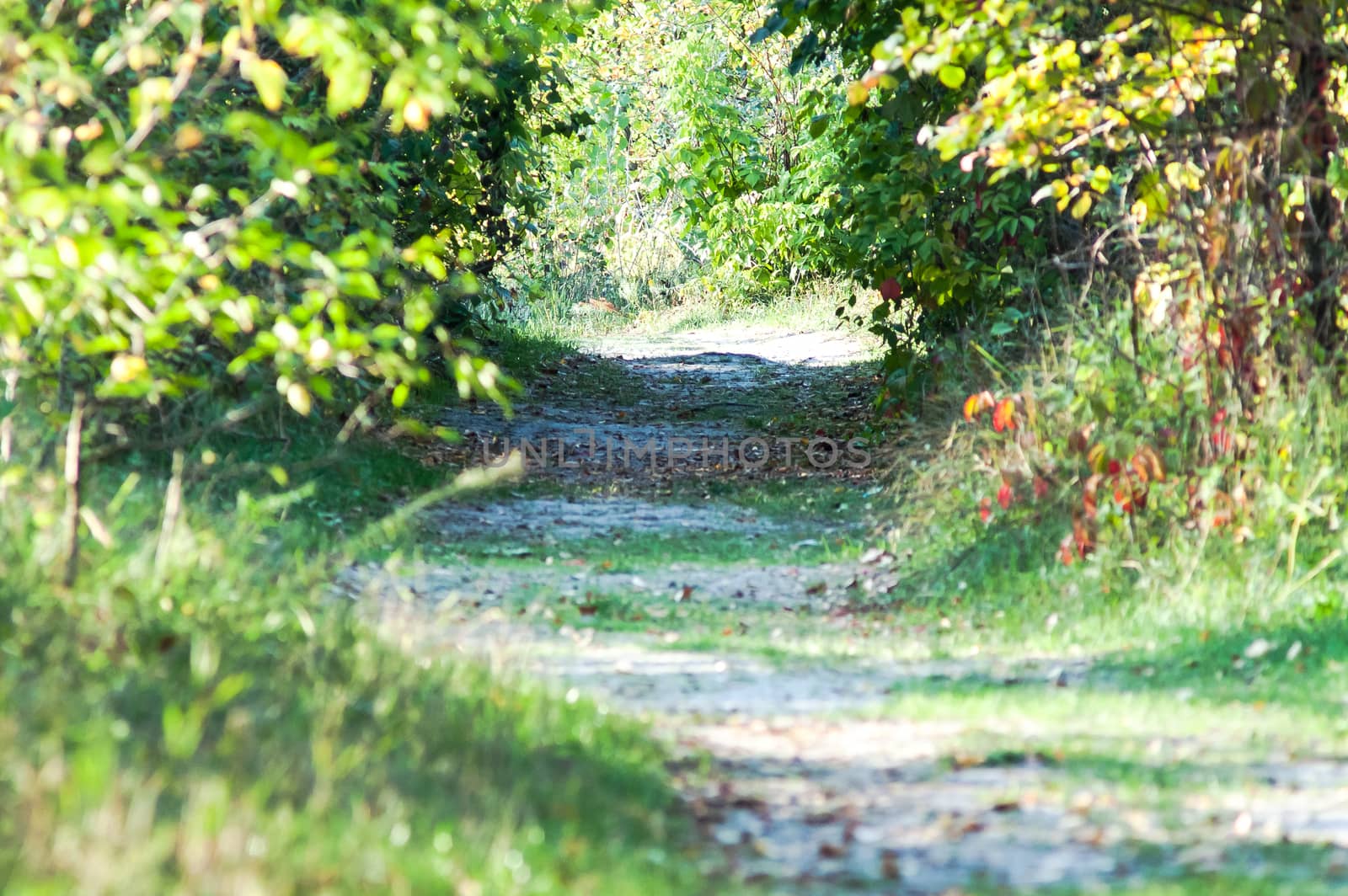 road through the trees in summer forest