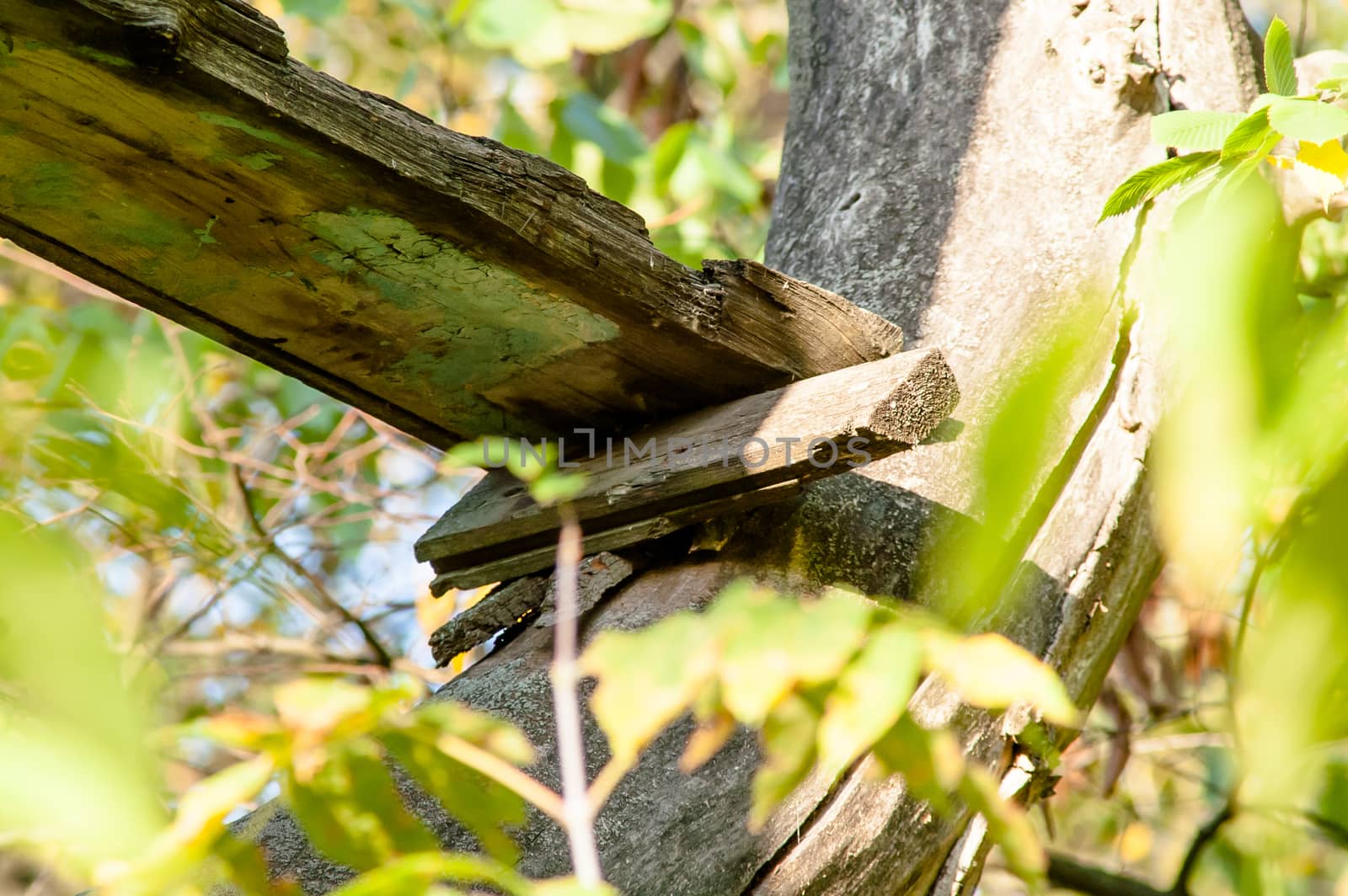 wooden board nailed to a tree among branches