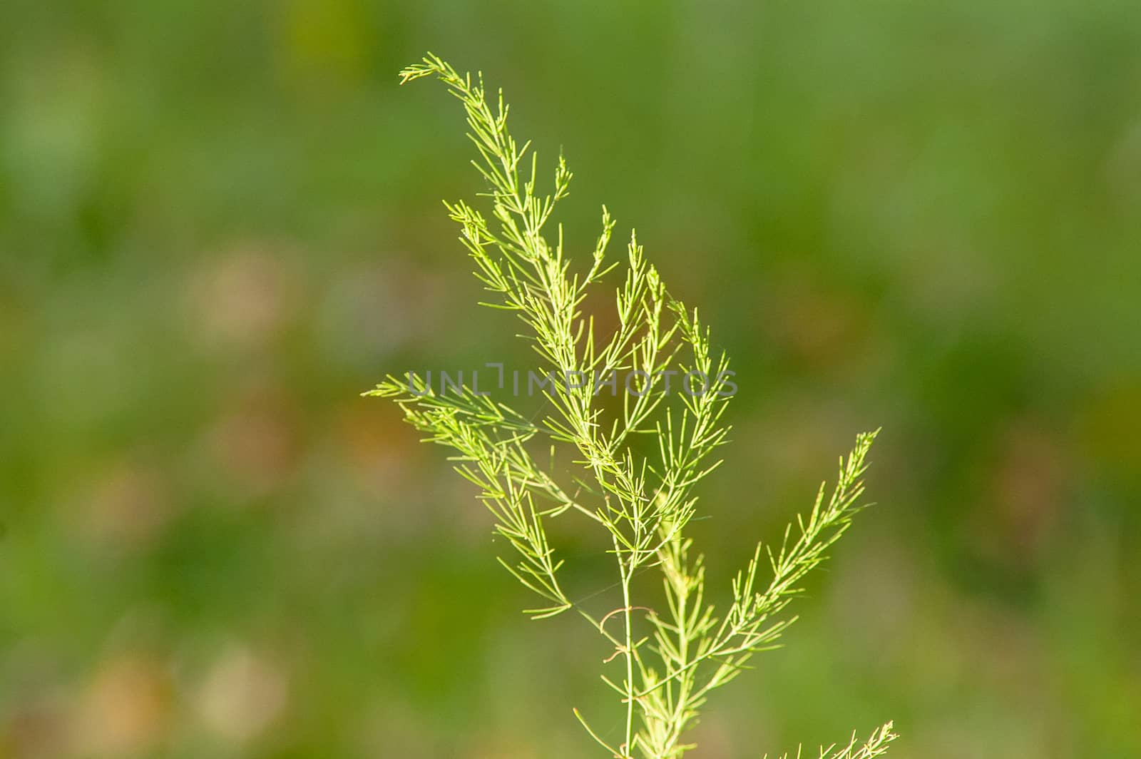 frost dry grass in the sun by antonius_