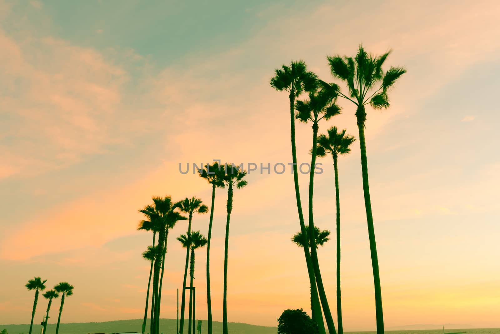 Retro style Californian nights colorful sky and silhouette plams swaying inn breeze at sunset at Manhattan Beach.