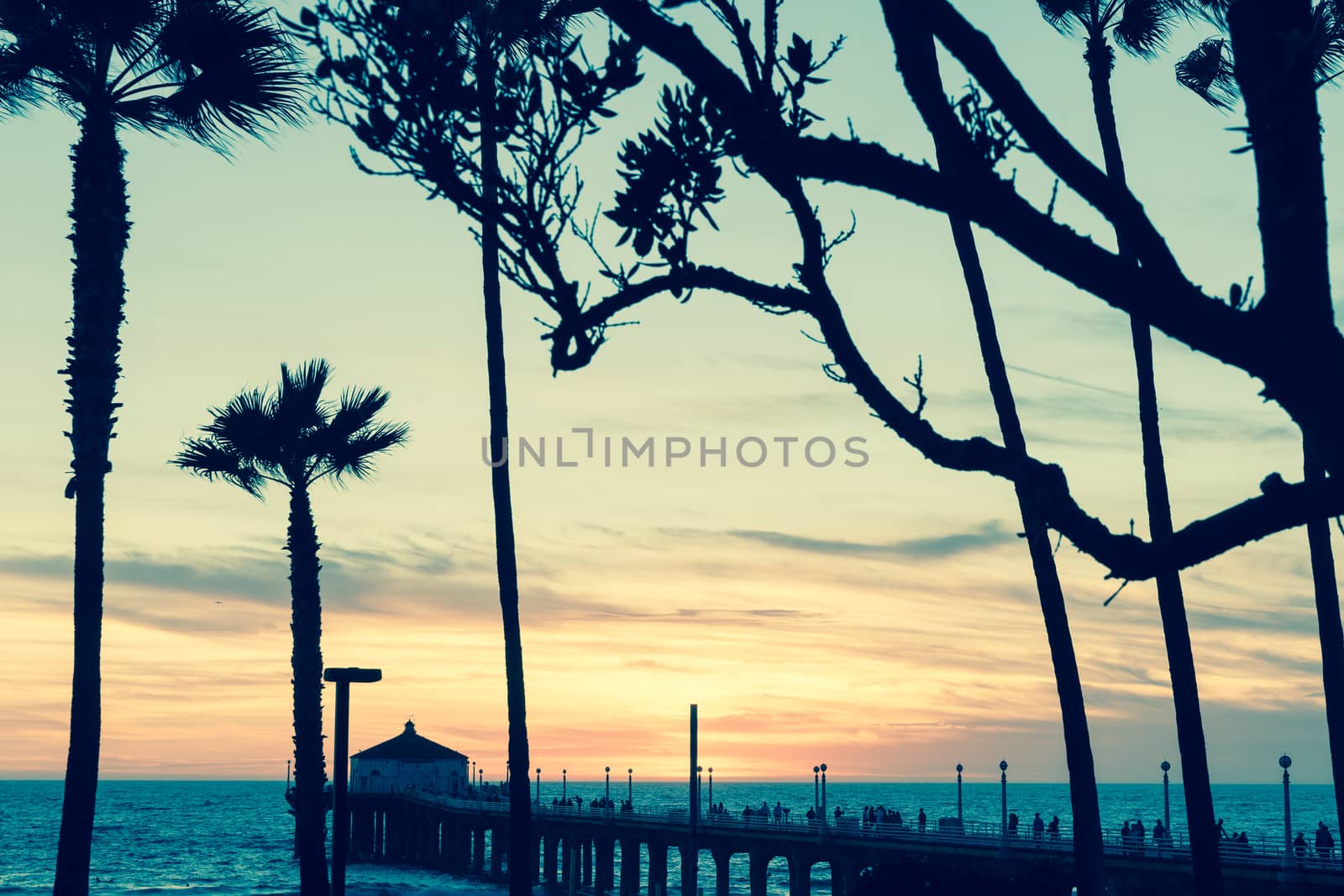 Vintage image effect tropical palms along Californian beaches.