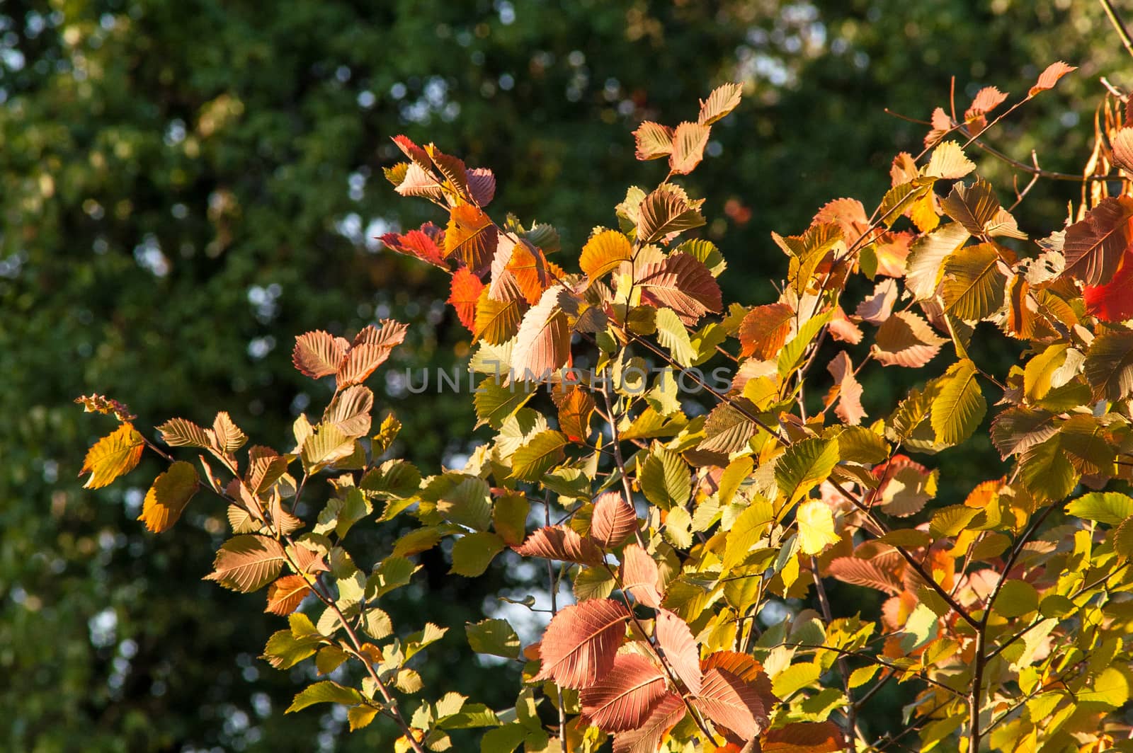 Yellow red leaves on a tree by antonius_