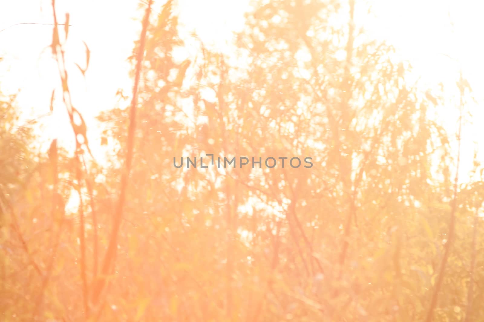 beautiful magical forest at sunset with sunlight