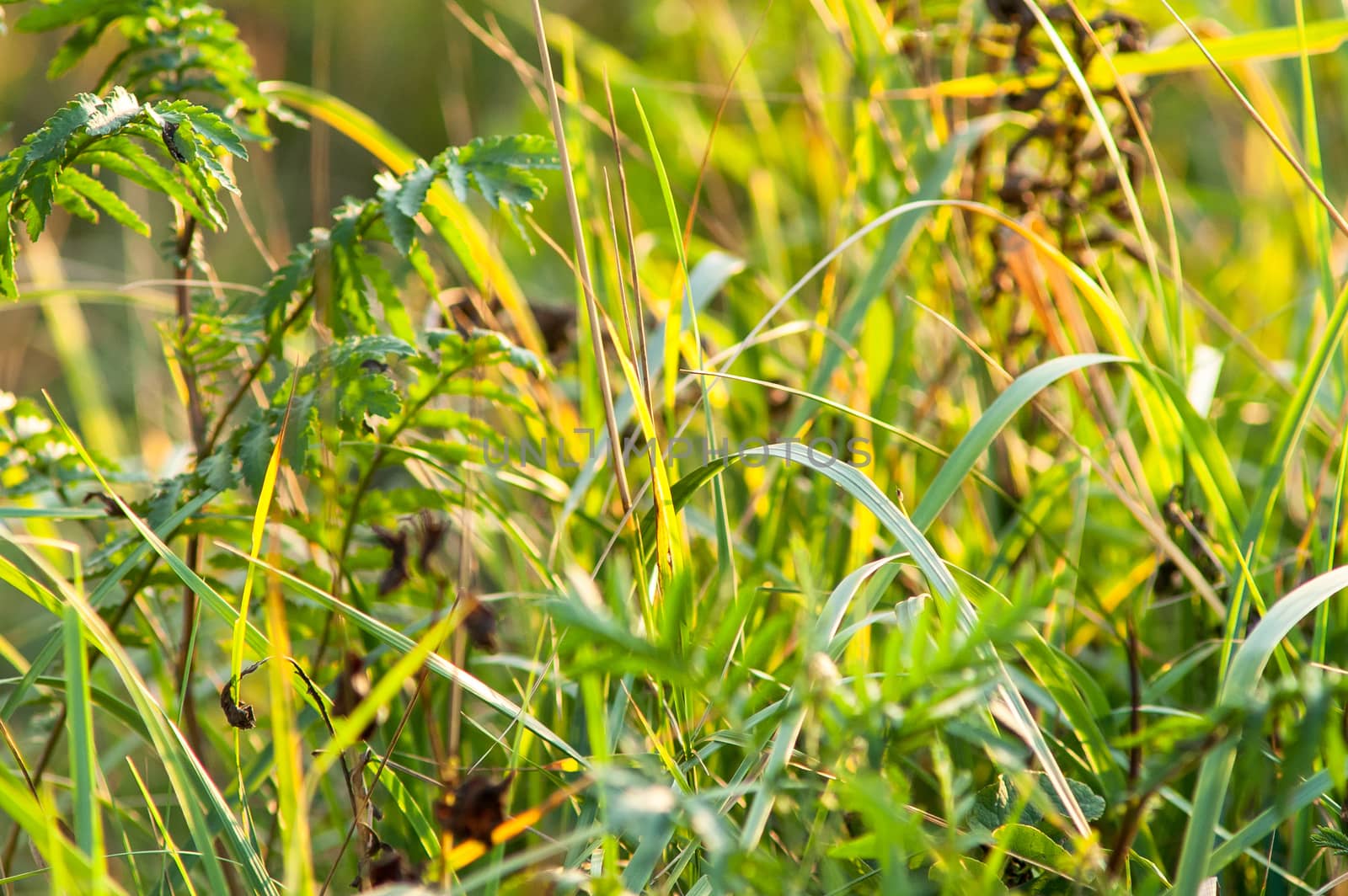 the sun on the grass with sun ray