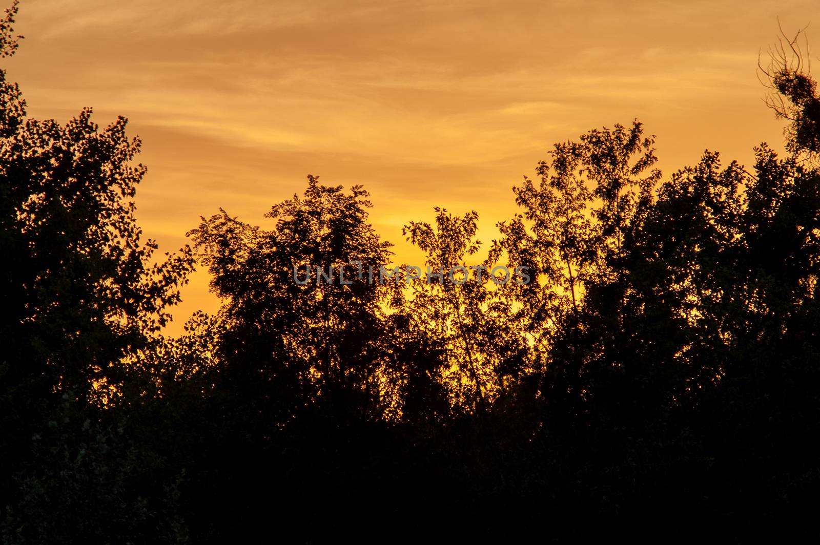 Black forest at a red beautiful sunset with clouds by antonius_