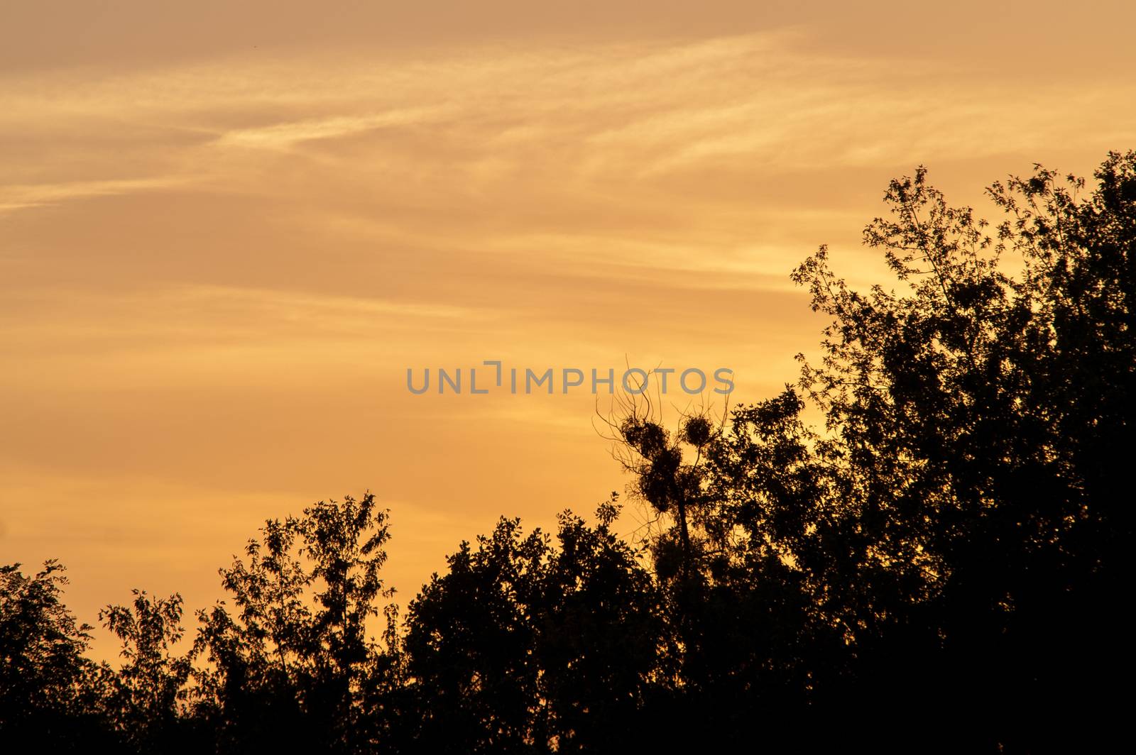 Black forest at a red beautiful sunset with clouds by antonius_