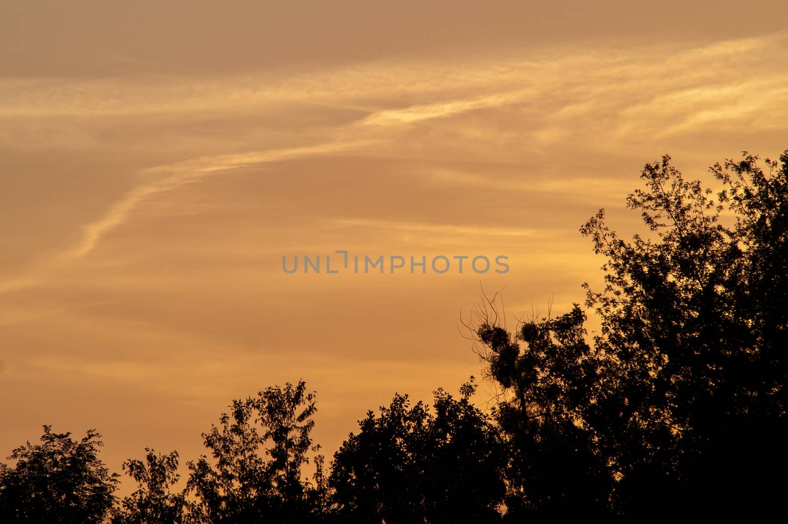 Black forest at a red beautiful sunset with clouds