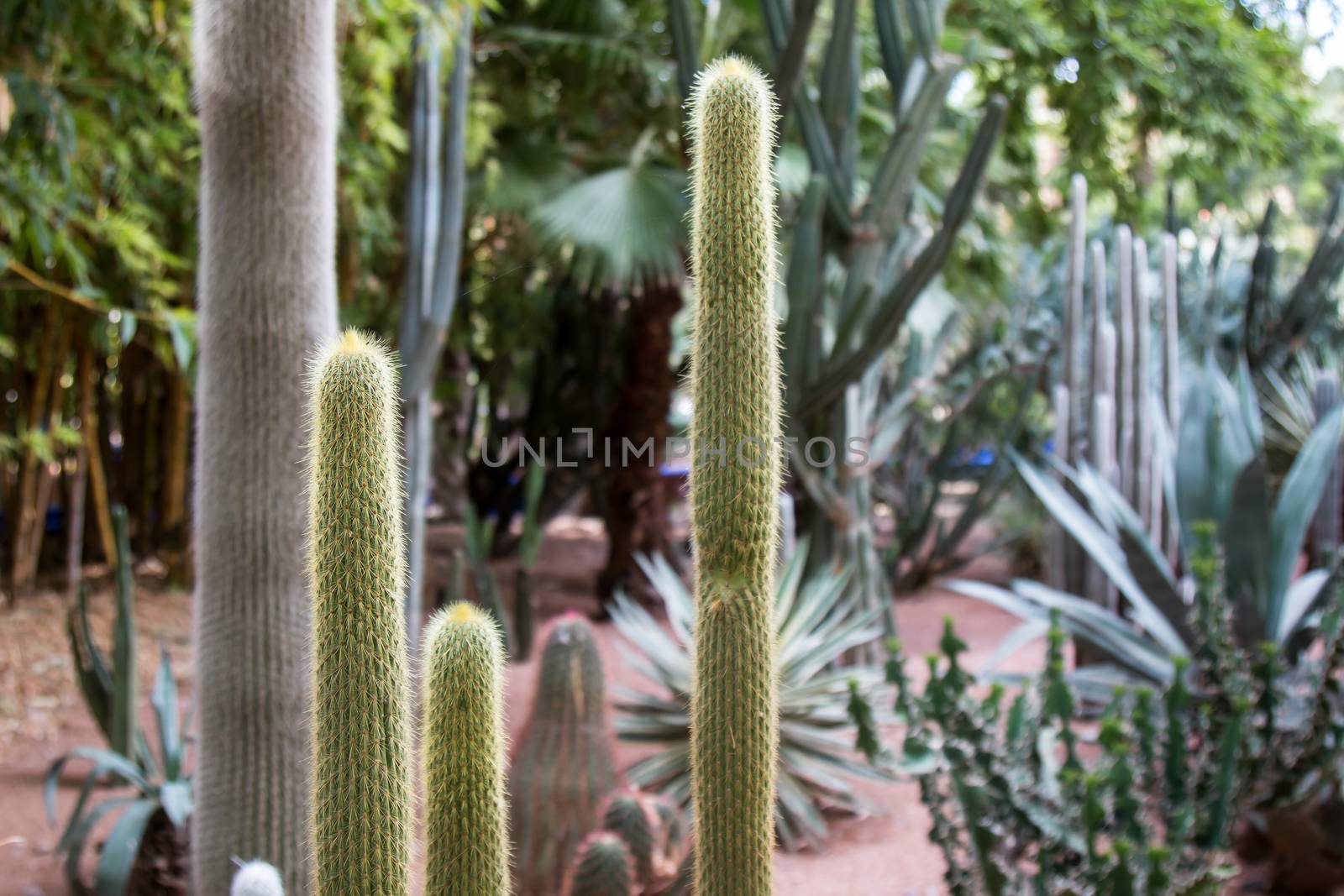 Cactus details in Jardin Majorelle by YassminPhoto