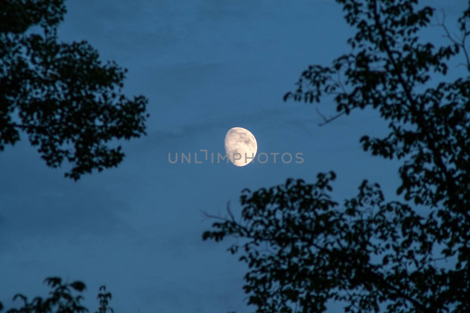 the moon in the sky among the trees