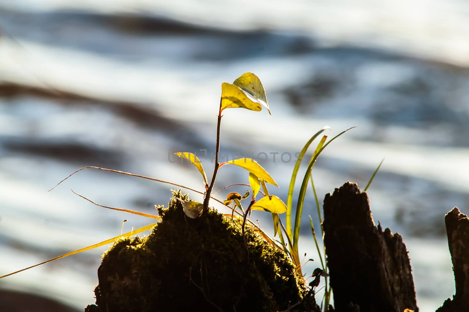 sprout from the stump in the water