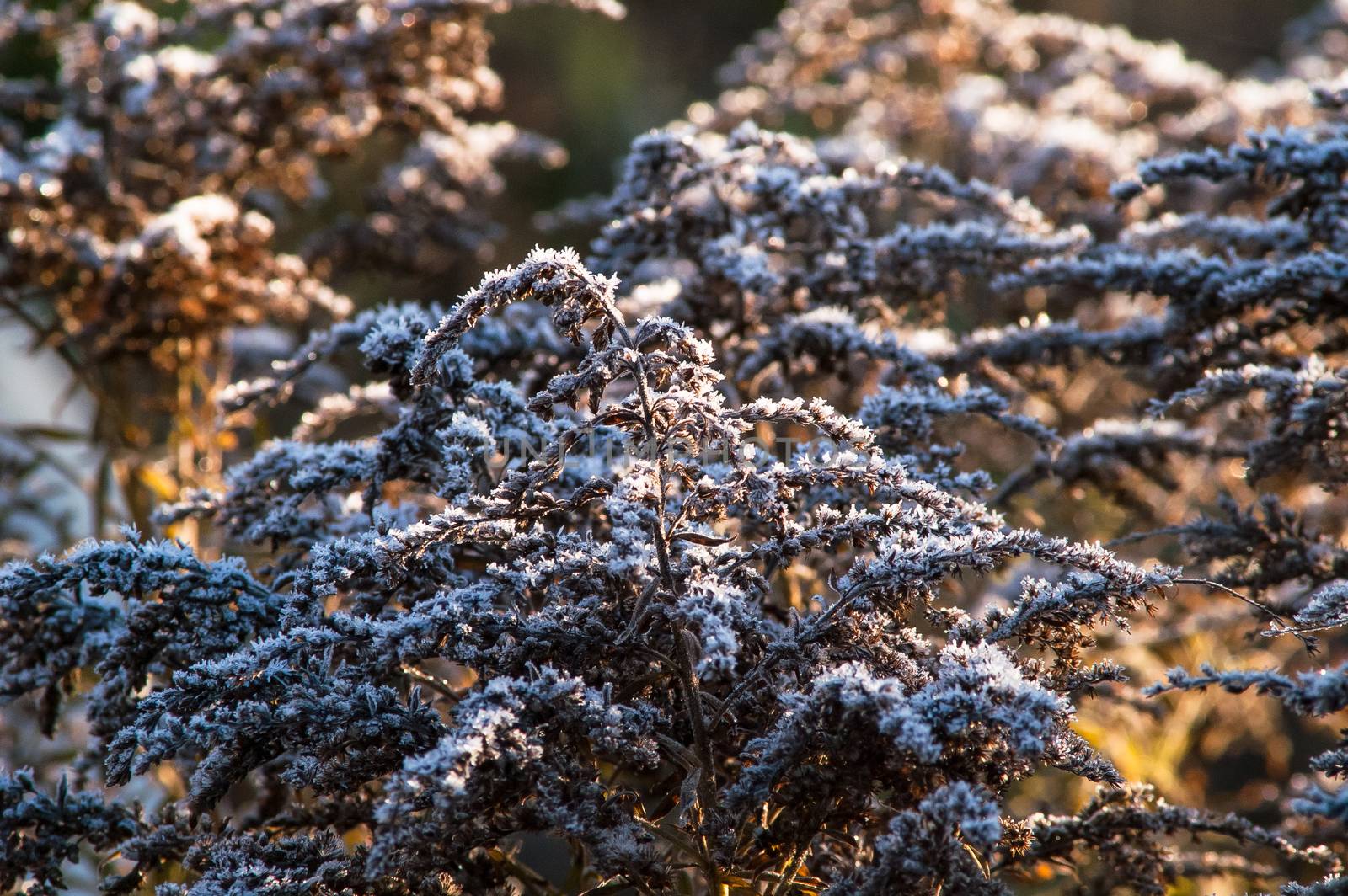 frost dry grass in the sun autumn day