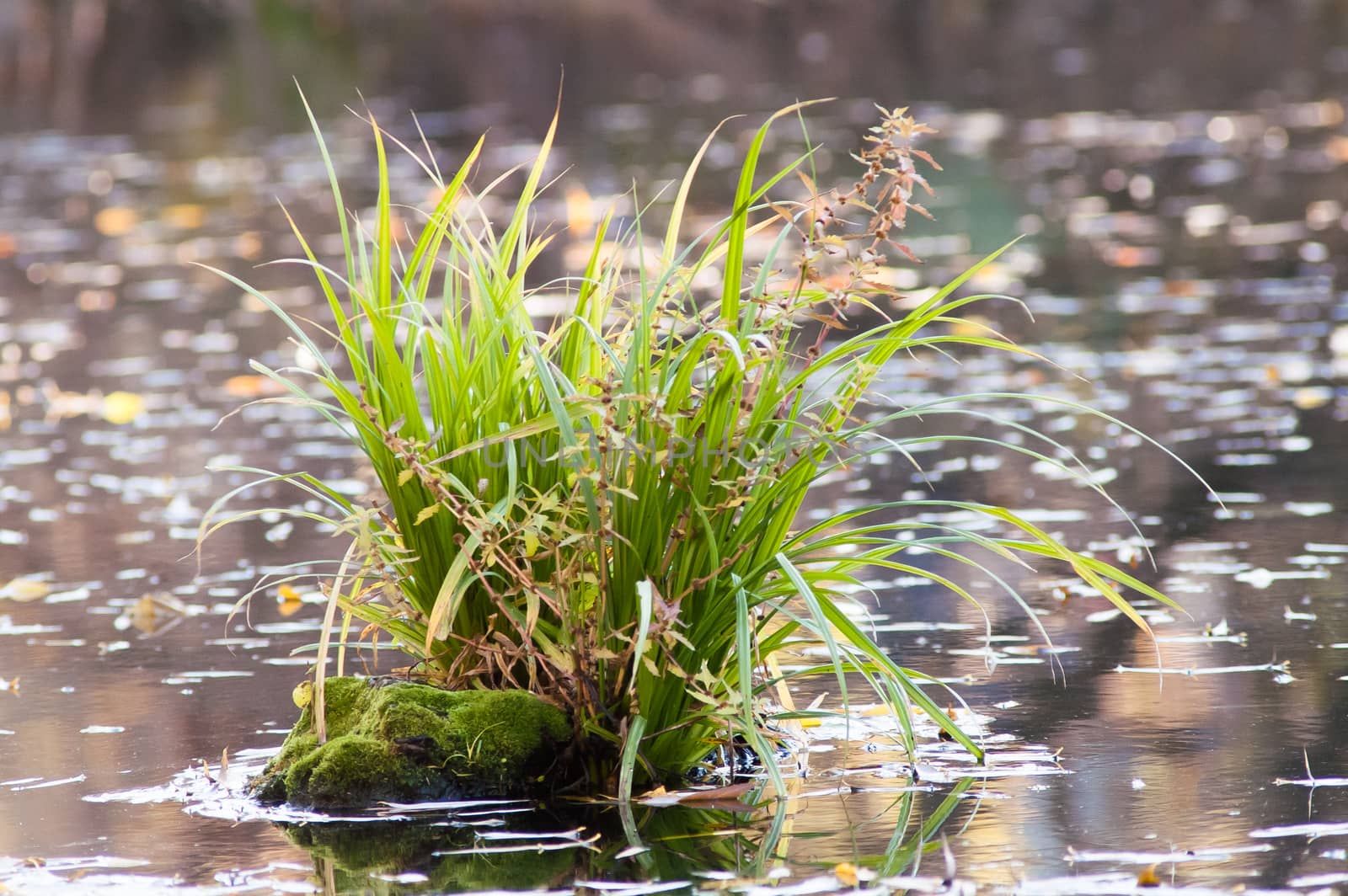 sprout from the stump in the water