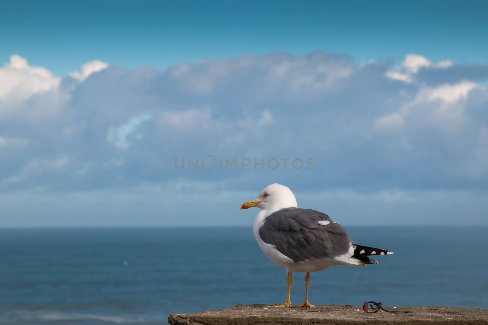 Seagull and the ocean by YassminPhoto