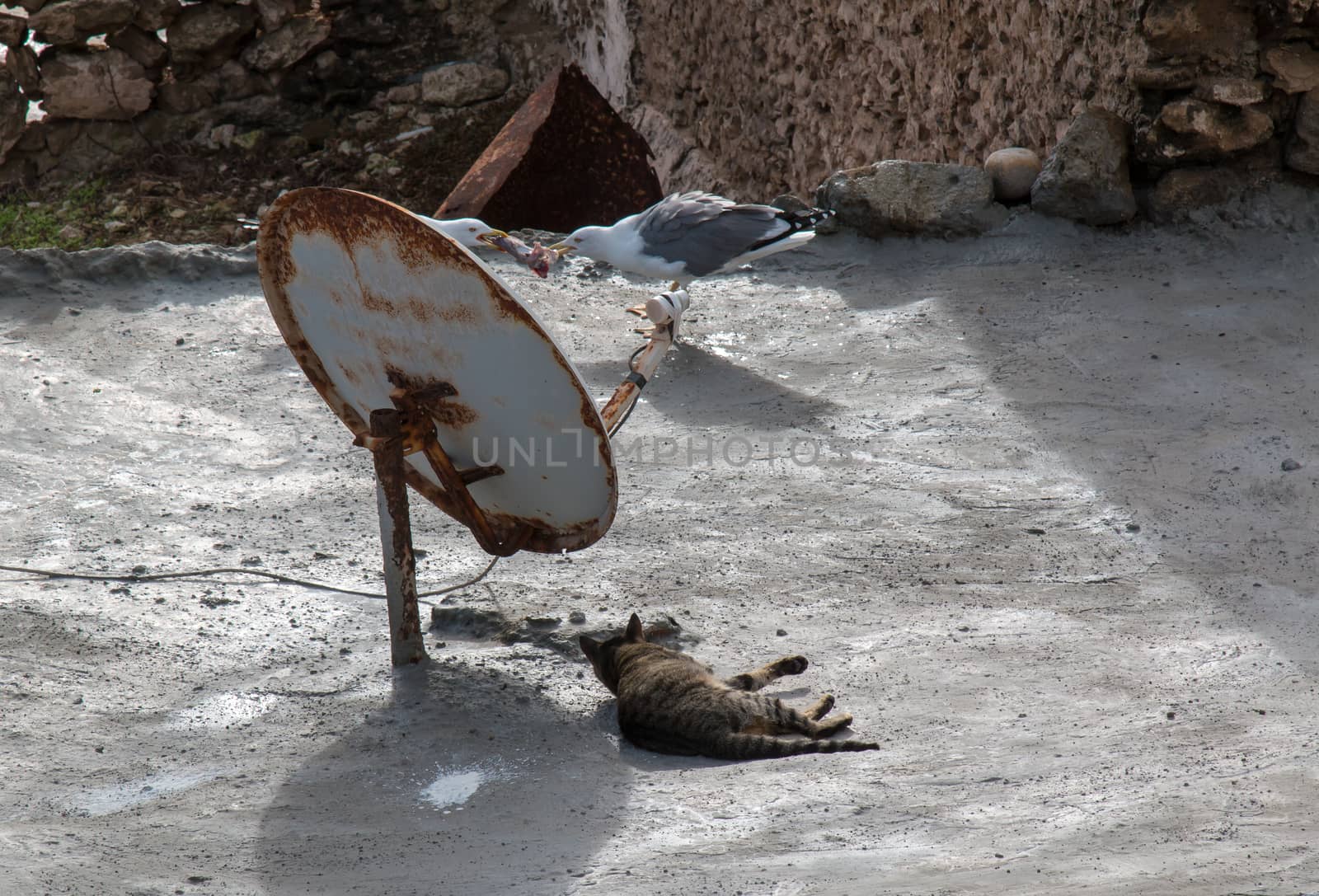 Seagulls, Cat and a Satelite by YassminPhoto