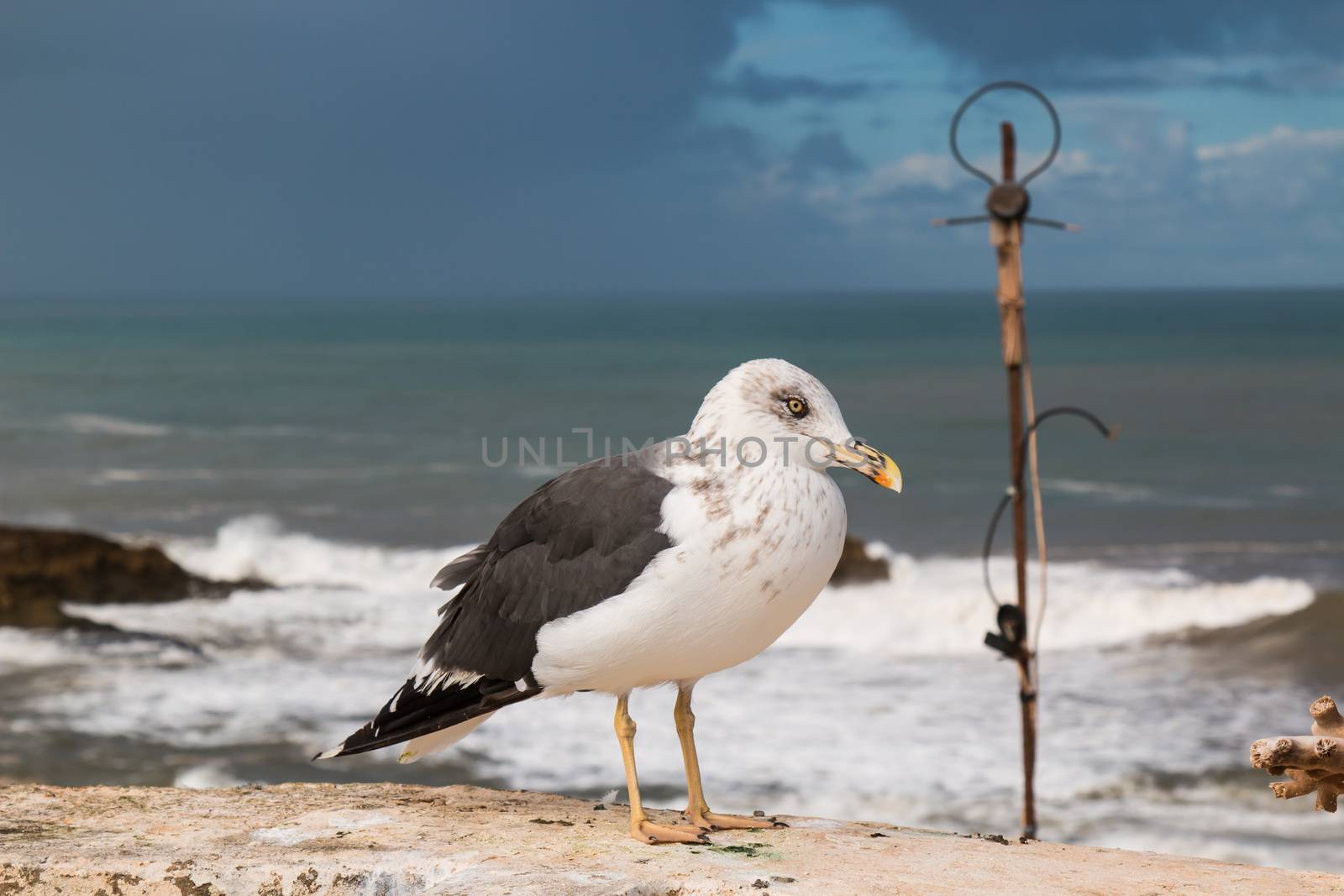 Seagull with an antenna and ocean in the background. Cloudy sky.