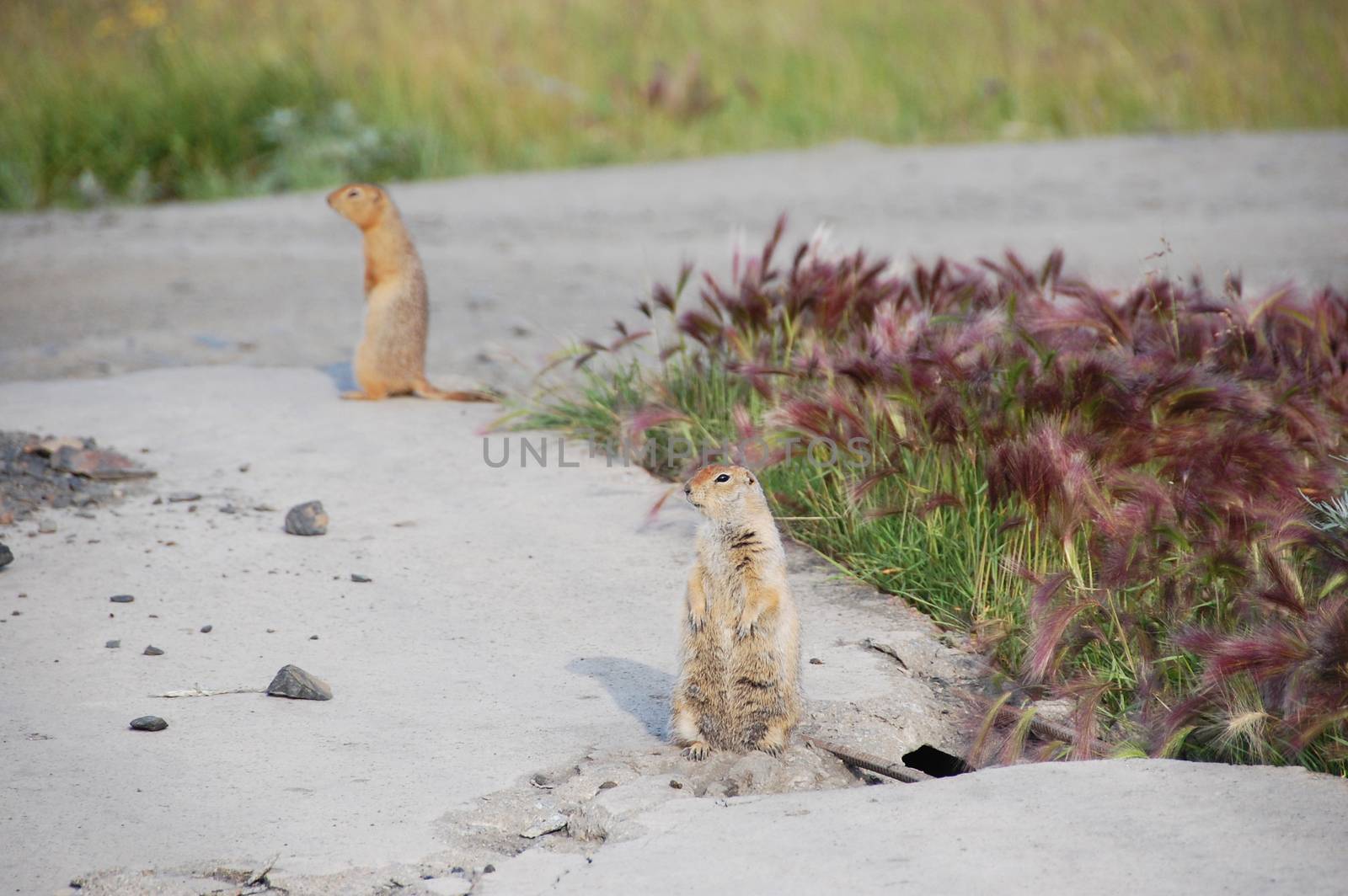Arctic ground squirrels at roadside by danemo