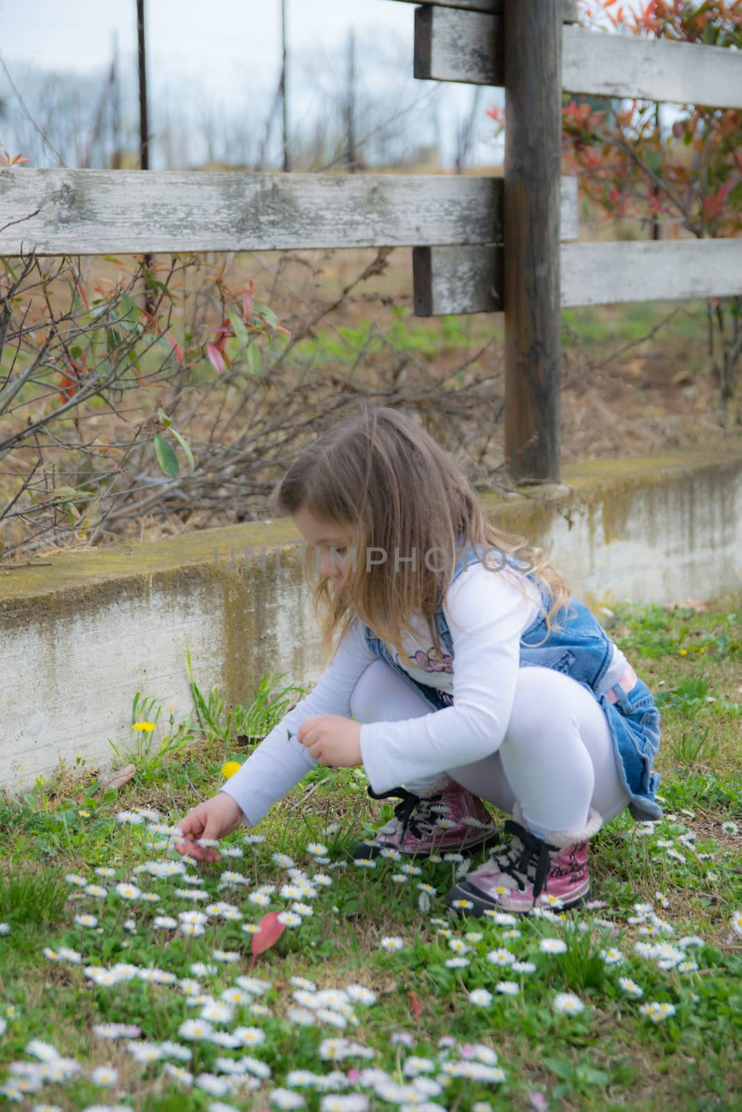 child collects daisies in an outdoor playground