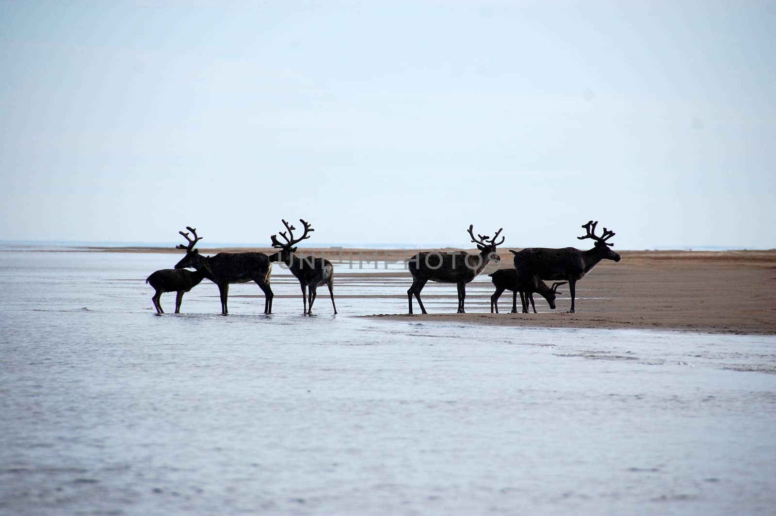 Wild dears at Chukotka sea coast by danemo