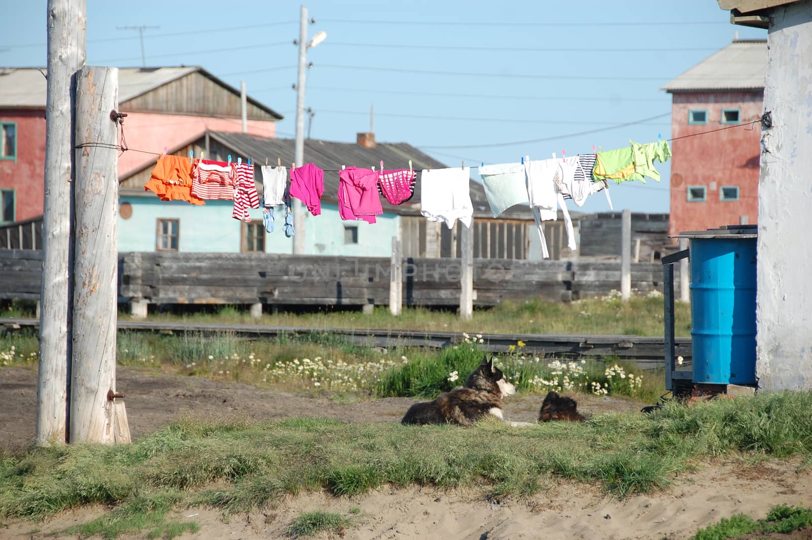 Dog under clothes drying on line at Ayon Island, Chukotka, Russia