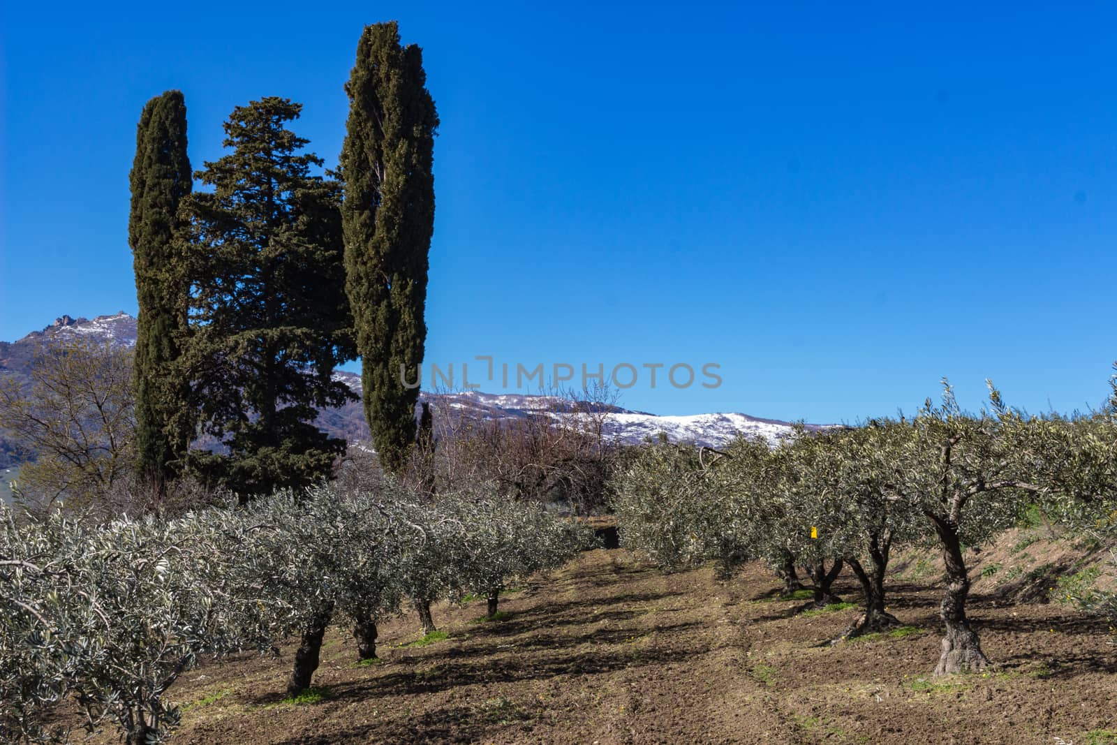 The olive grove in the Tuscany, Italy.