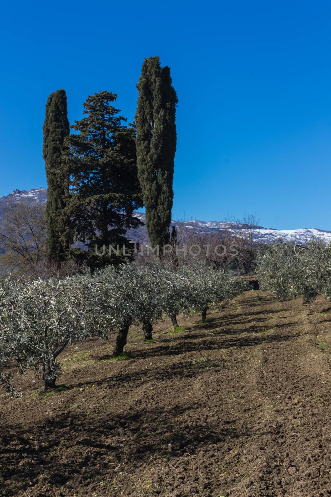 The olive grove in the Tuscany, Italy.