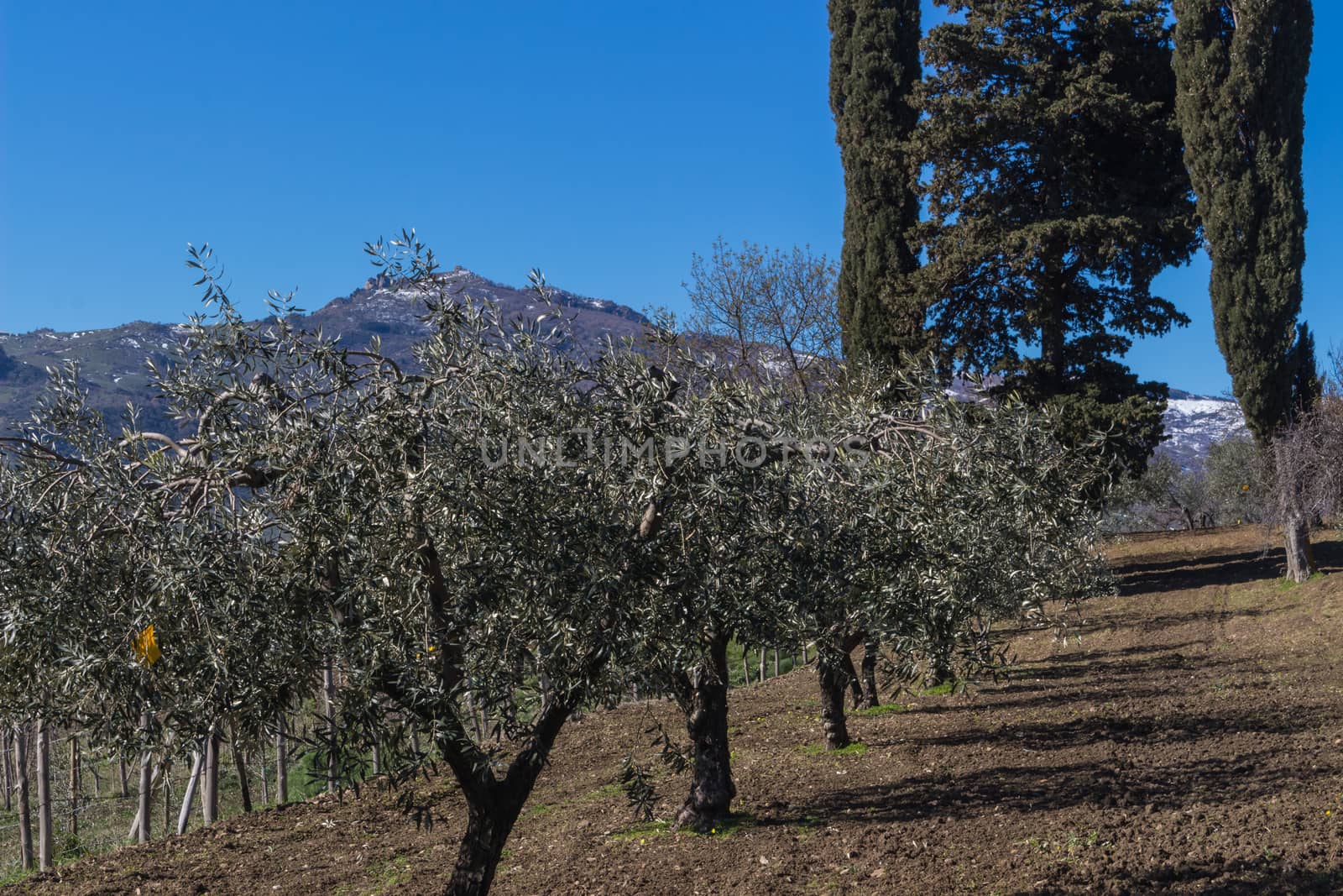 The olive grove in the Tuscany, Italy.