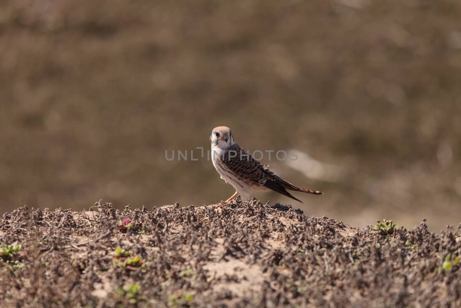 Female American kestrel bird by steffstarr