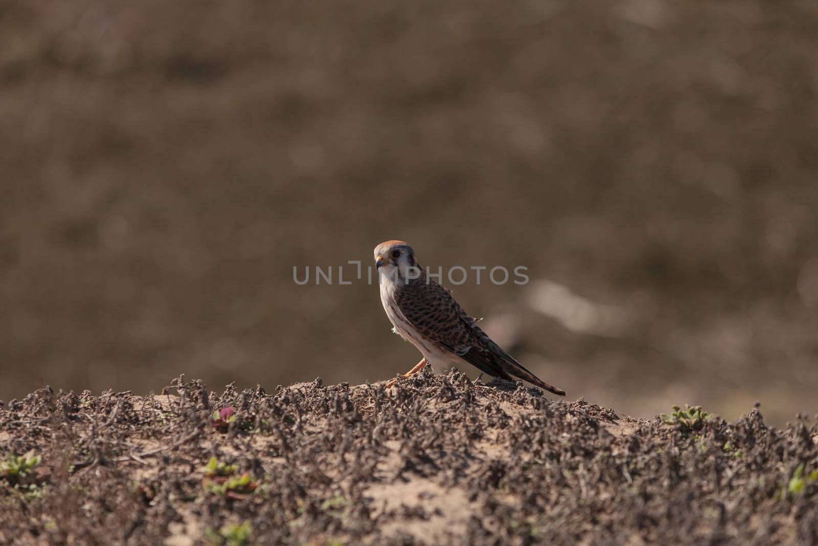 Female American kestrel bird by steffstarr