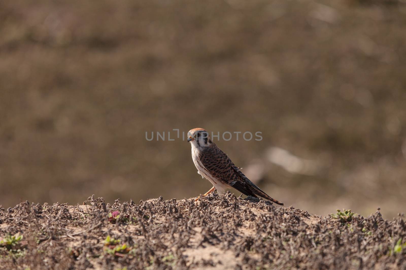 Female American kestrel bird by steffstarr